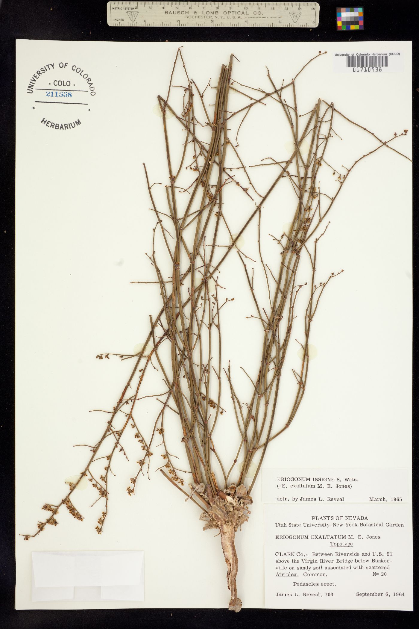 Eriogonum deflexum var. deflexum image