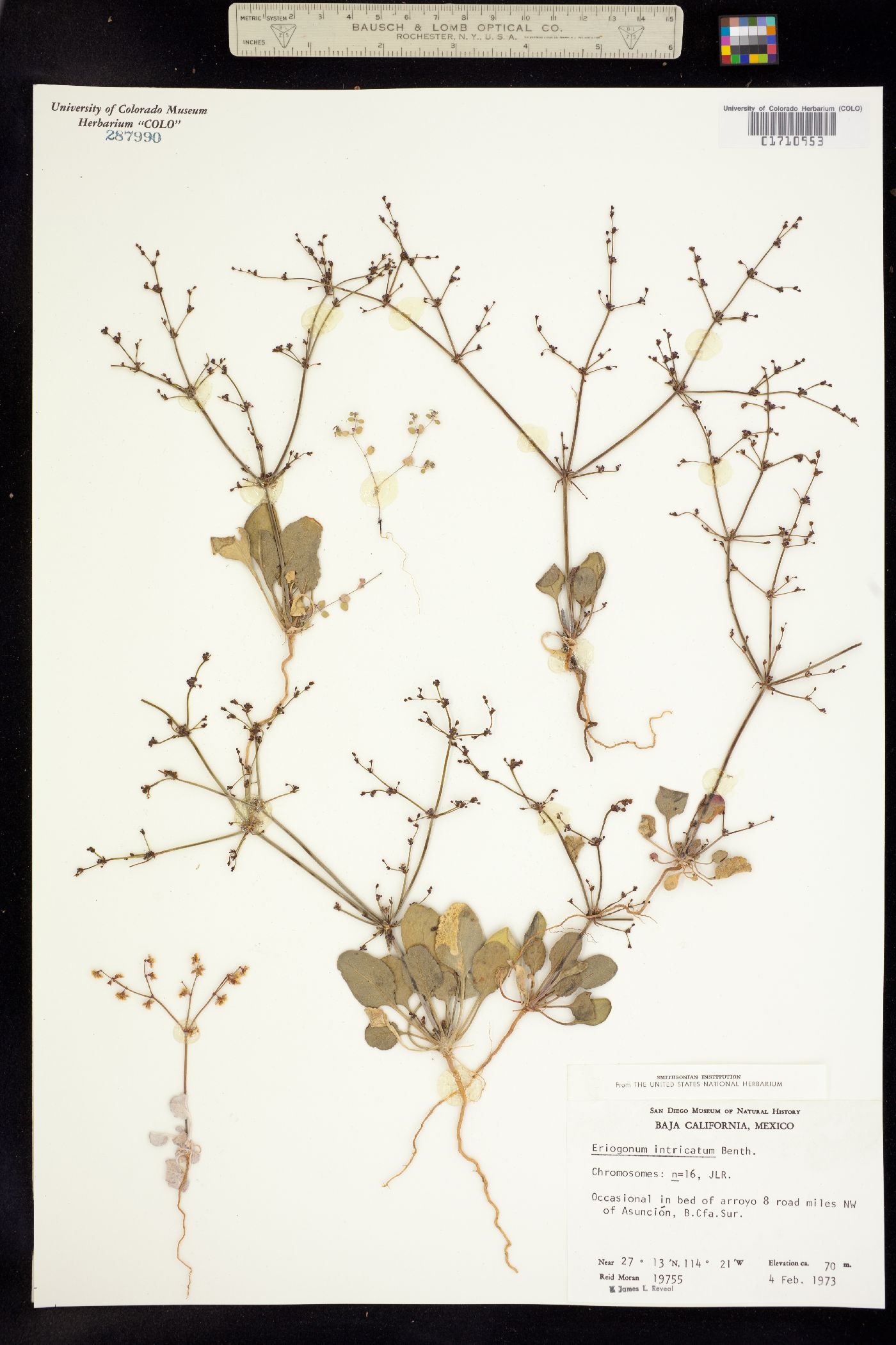 Eriogonum intricatum image