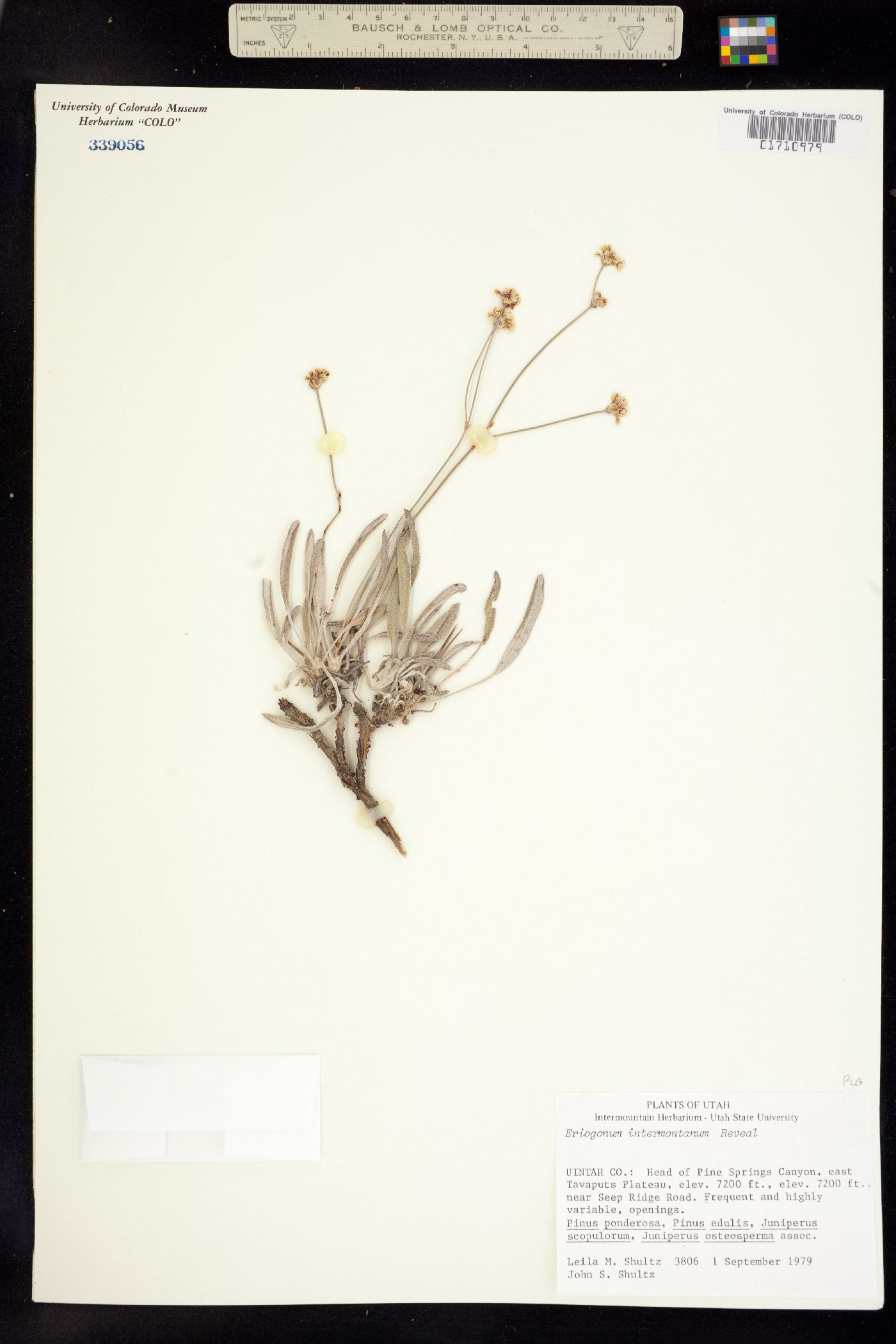 Eriogonum lonchophyllum image