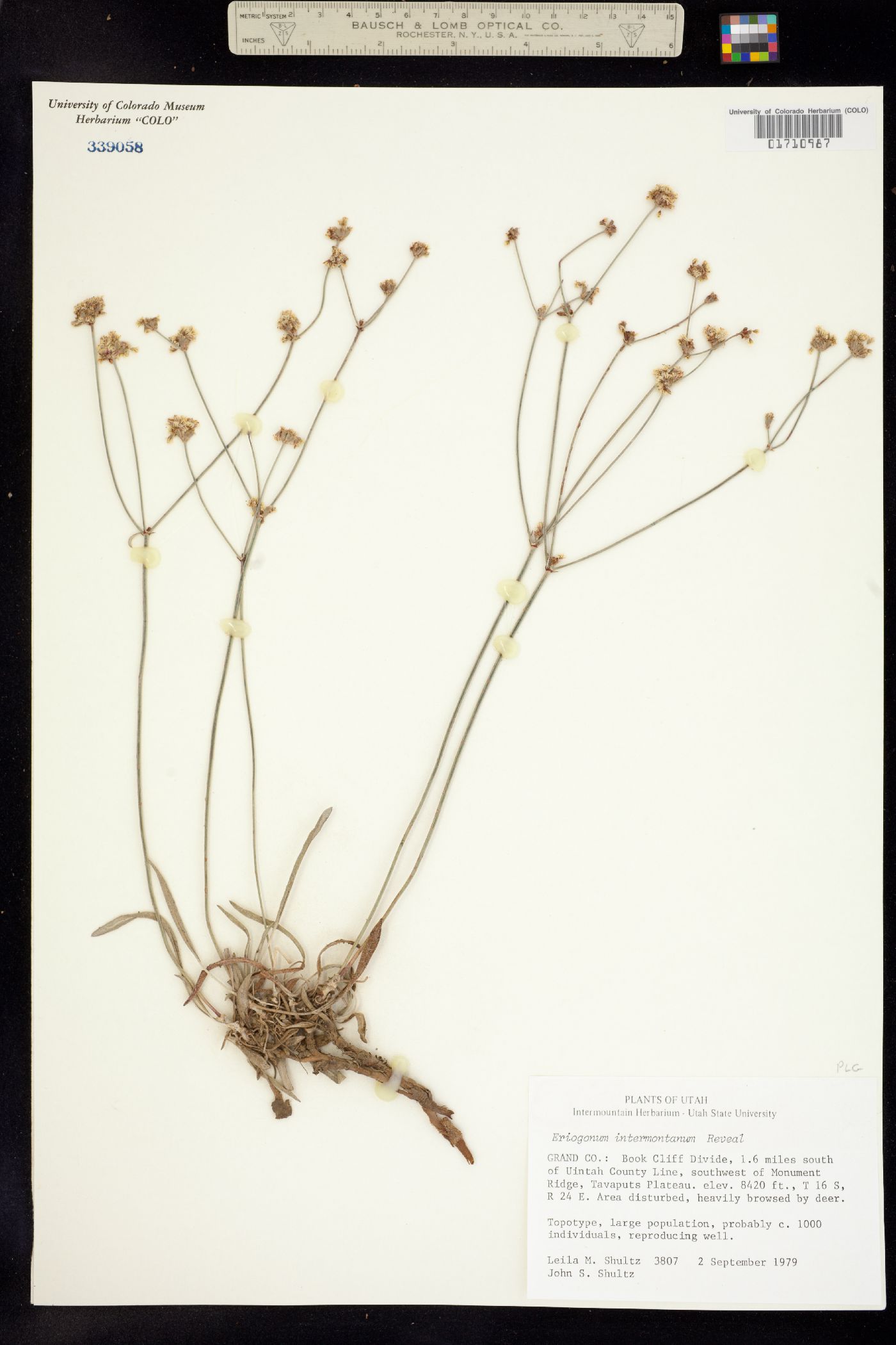 Eriogonum lonchophyllum image