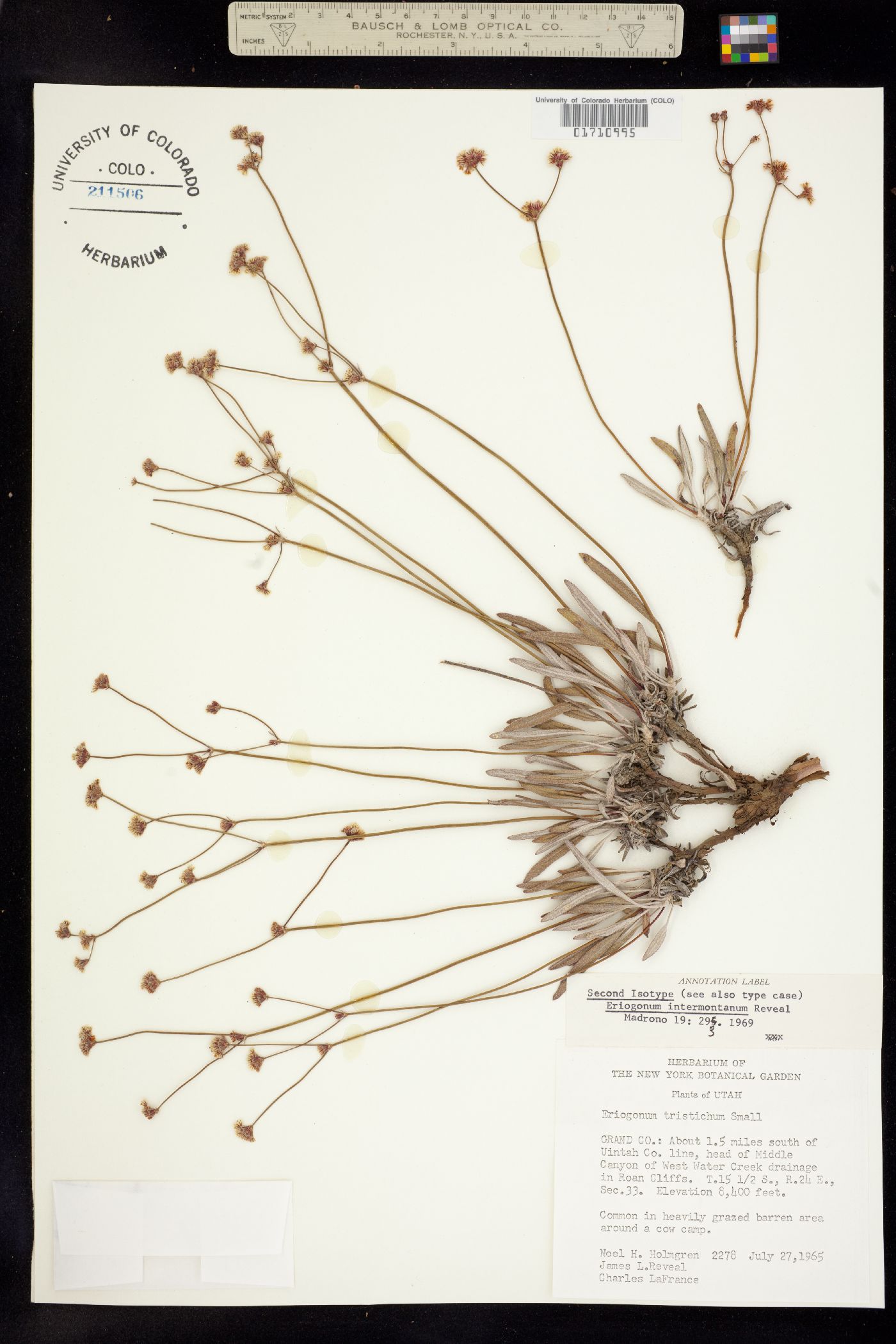 Eriogonum lonchophyllum image