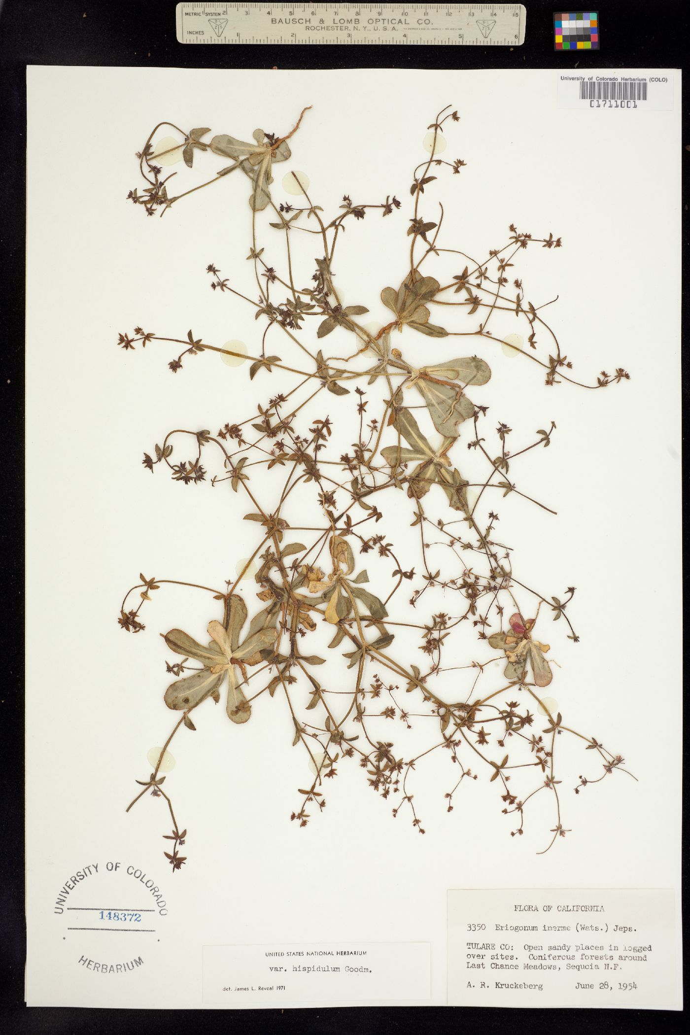 Eriogonum inerme subsp. hispidulum image