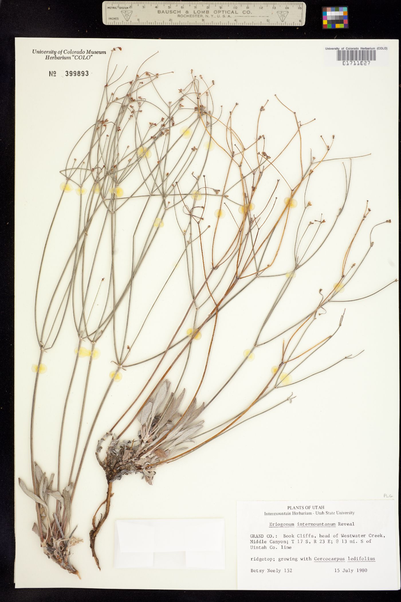 Eriogonum lonchophyllum image
