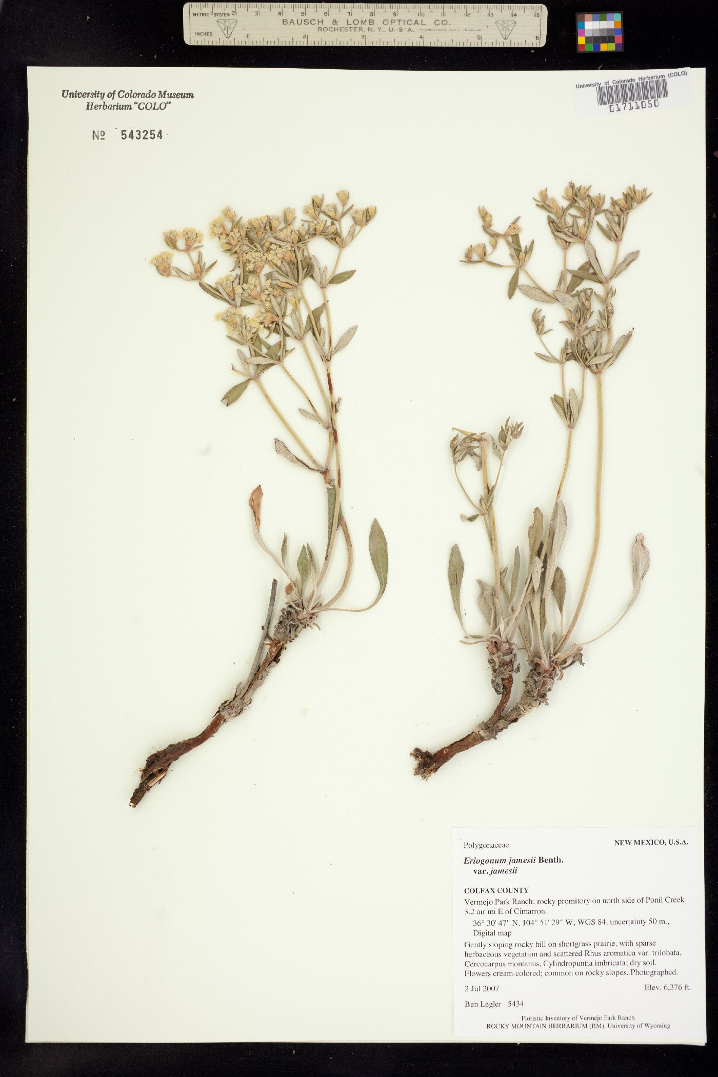 Eriogonum jamesii jamesii image