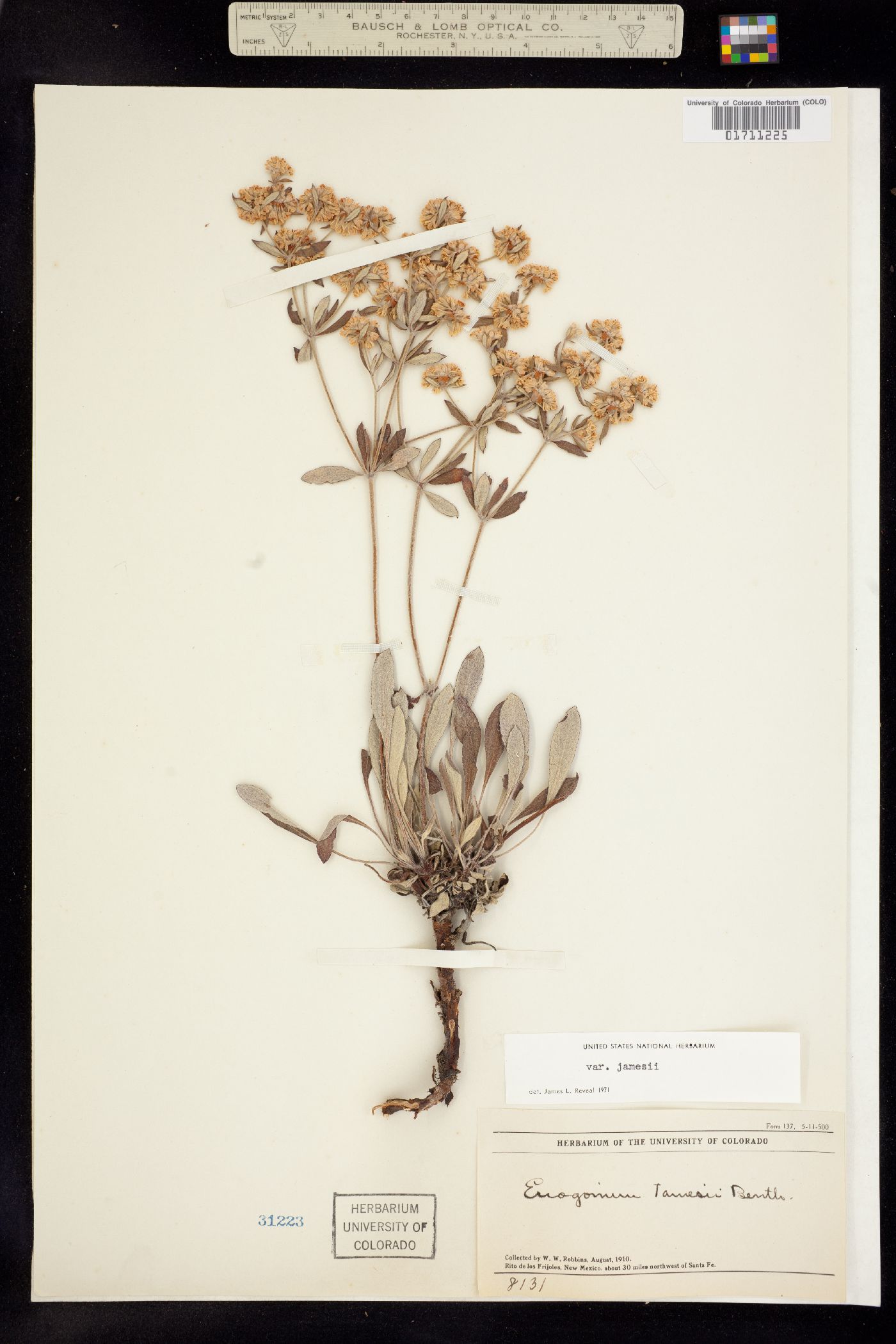 Eriogonum jamesii var. jamesii image