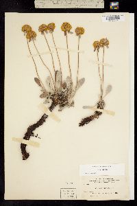 Eriogonum jamesii var. xanthum image