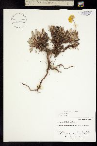 Eriogonum jamesii var. xanthum image