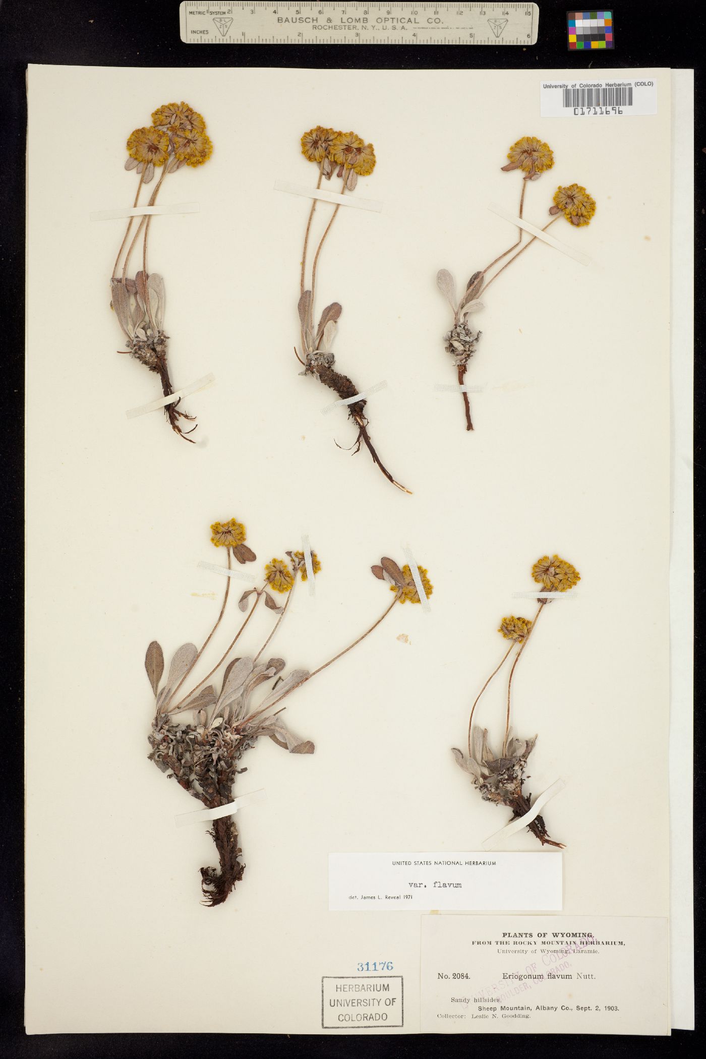 Eriogonum jamesii var. xanthum image