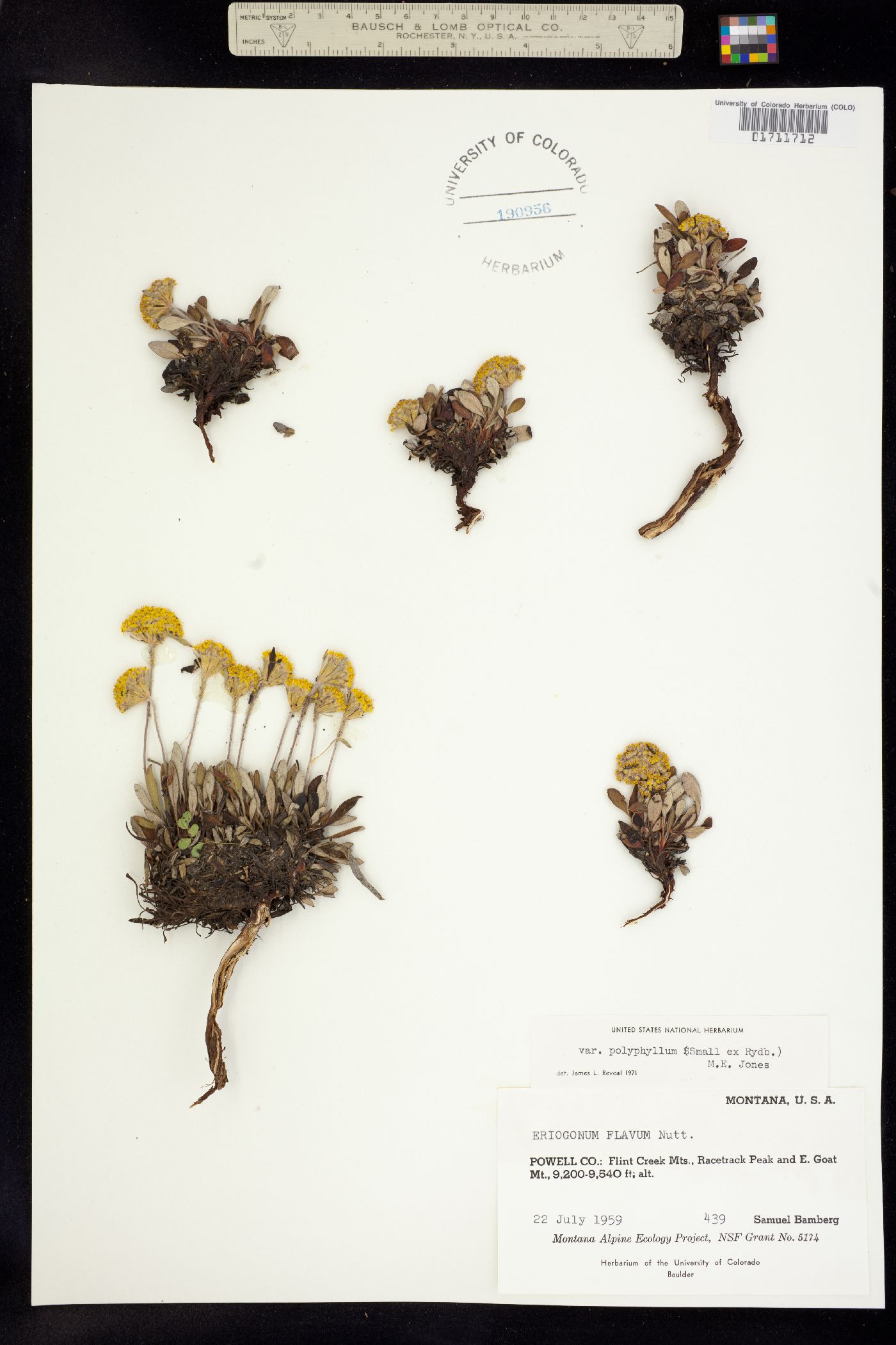 Eriogonum jamesii var. xanthum image