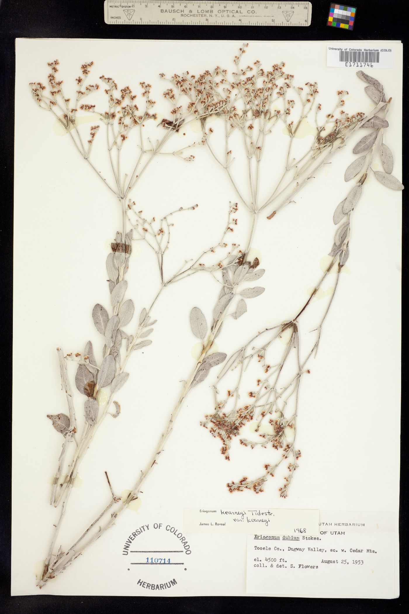 Eriogonum nummulare image