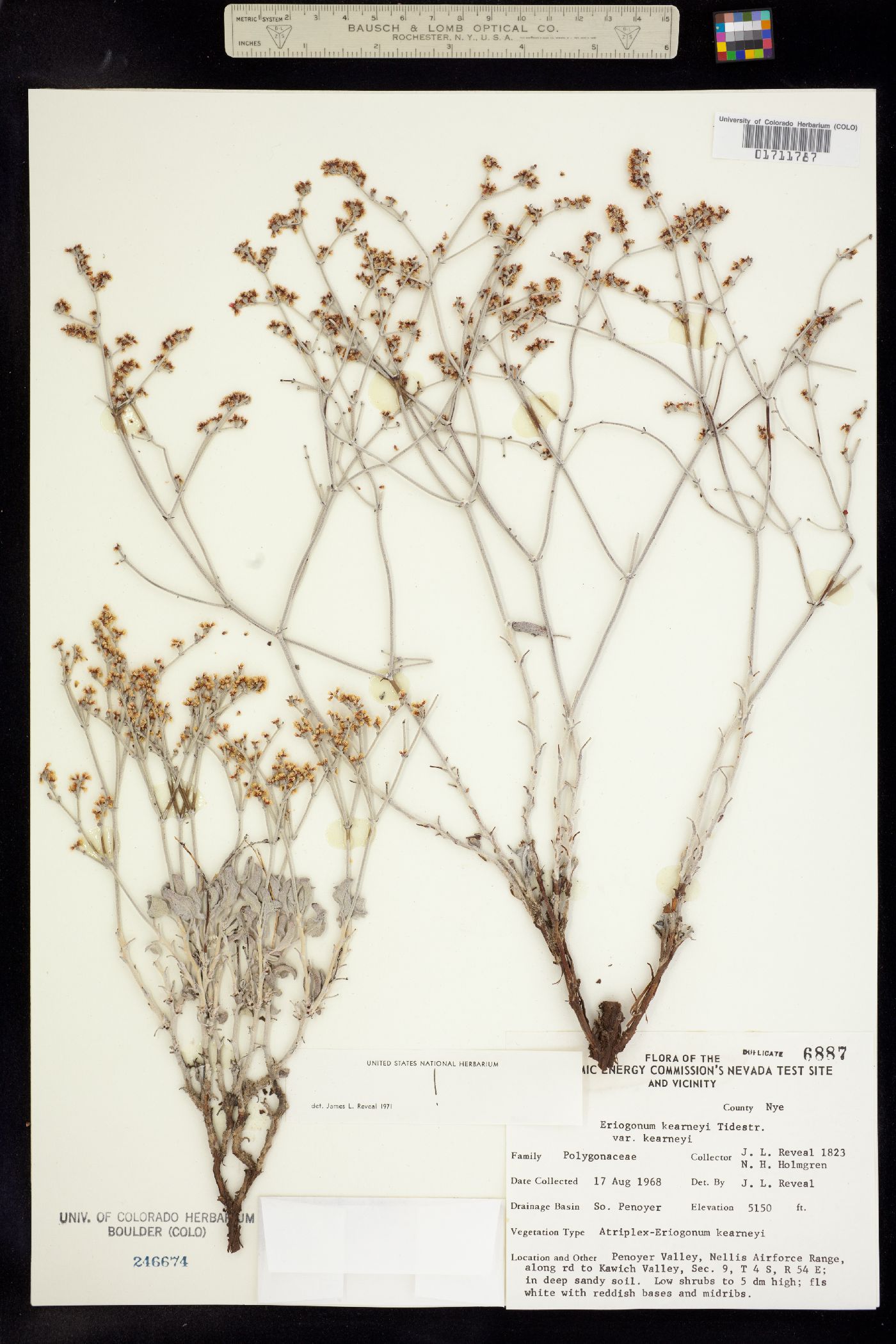 Eriogonum nummulare image