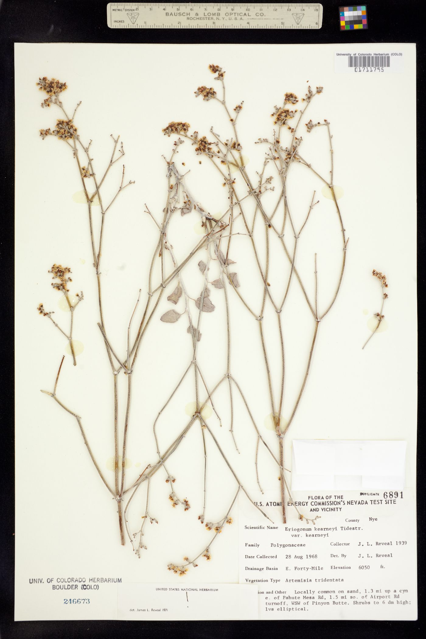 Eriogonum nummulare image