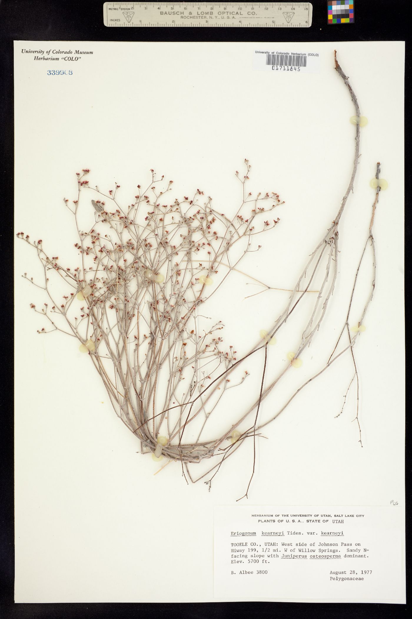 Eriogonum nummulare image