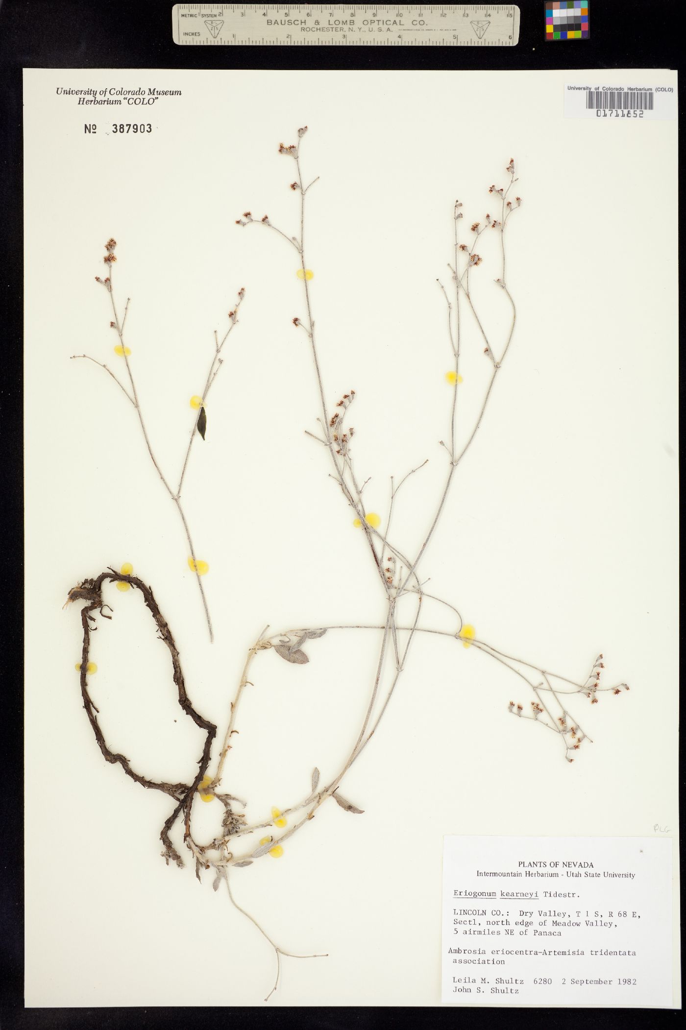 Eriogonum nummulare image