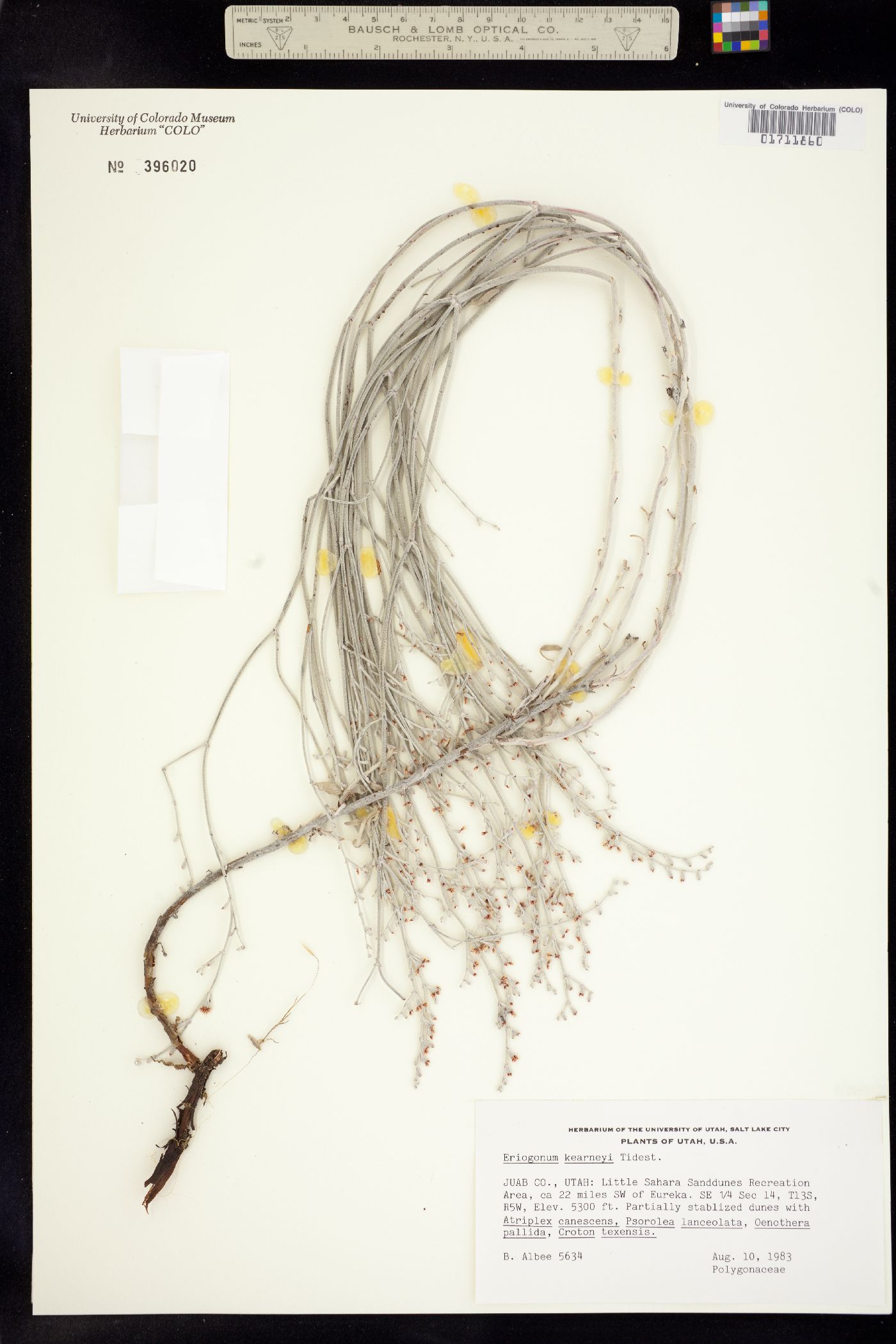 Eriogonum nummulare image