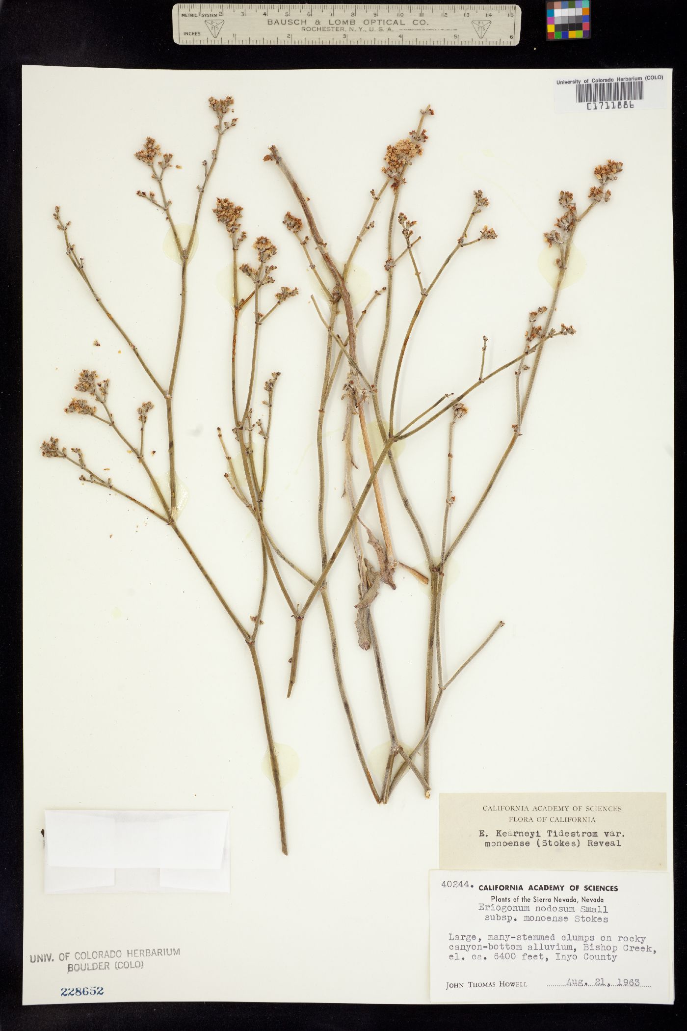 Eriogonum nummulare image