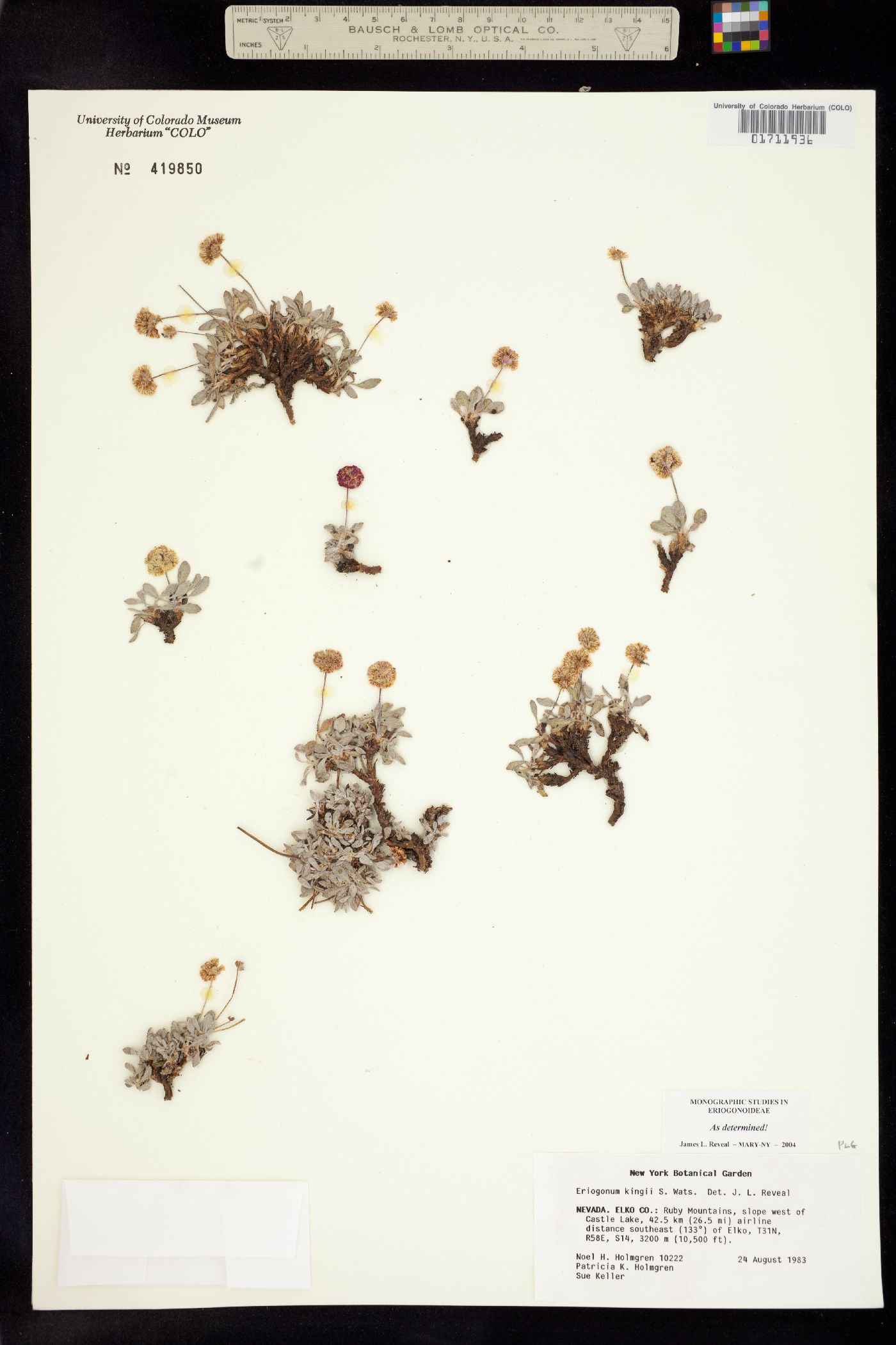 Eriogonum kingii image