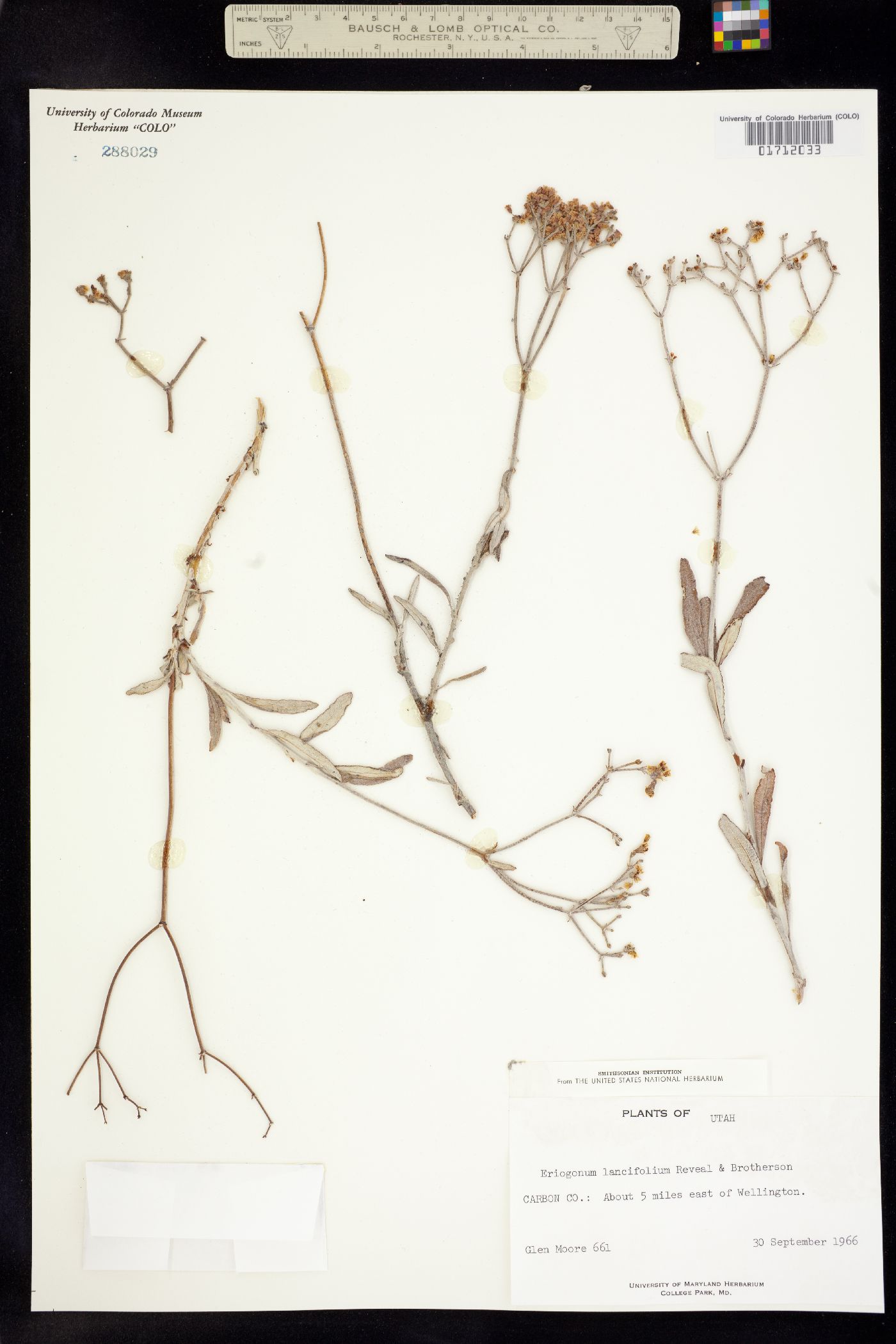 Eriogonum lancifolium image