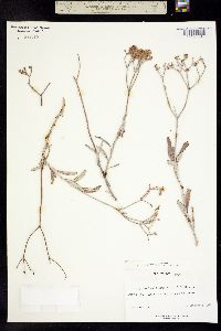 Image of Eriogonum lancifolium