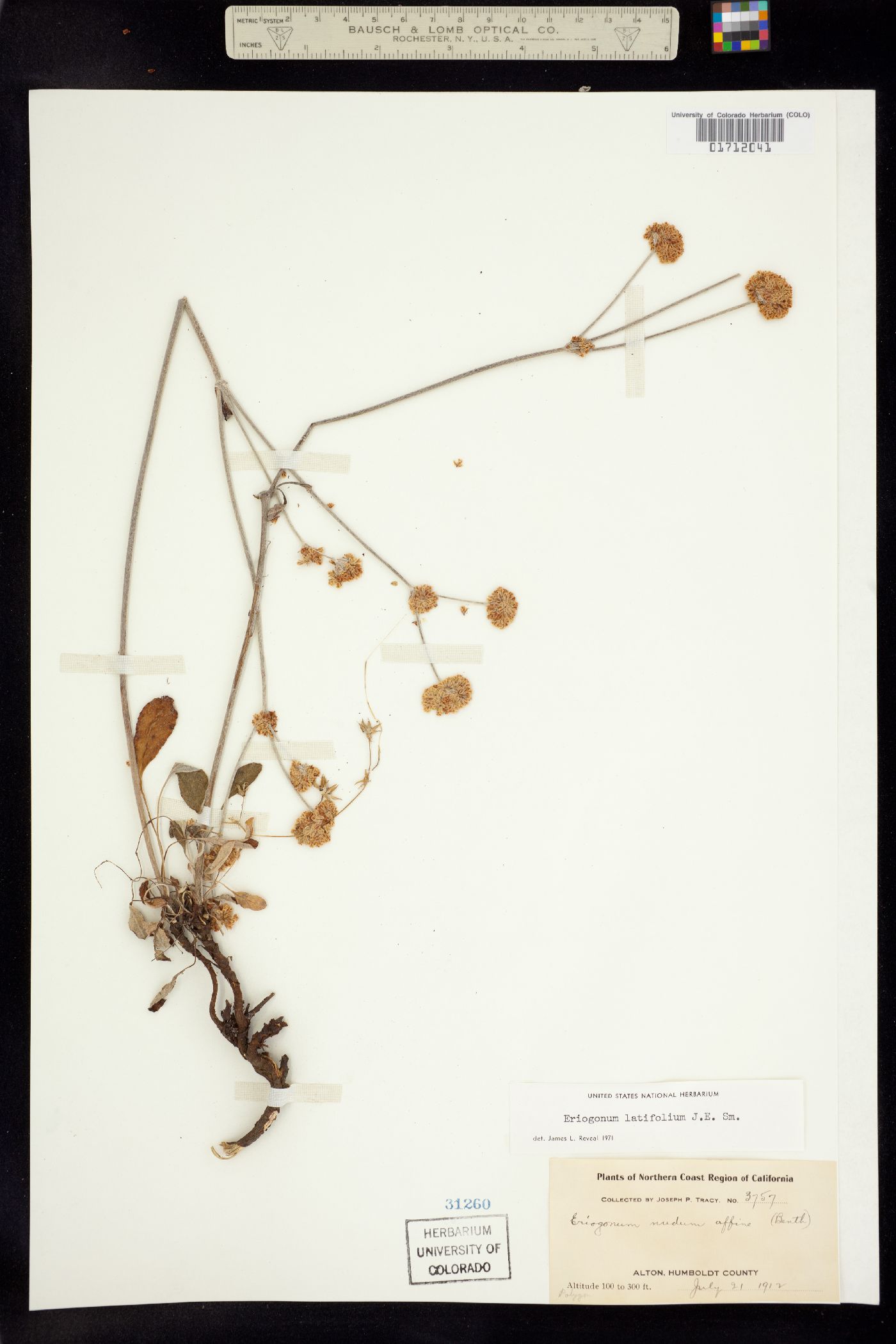 Eriogonum latifolium image
