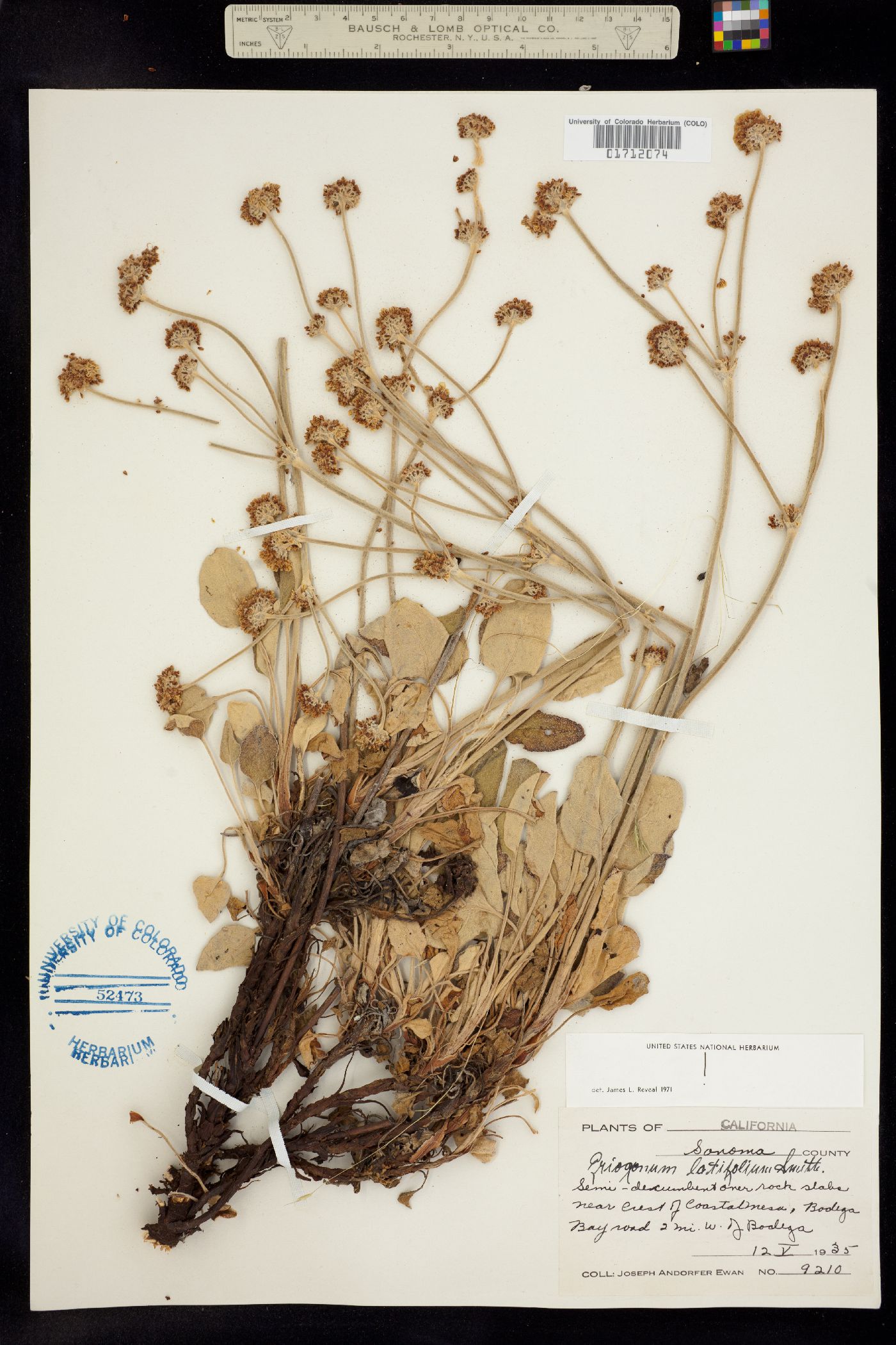 Eriogonum latifolium image