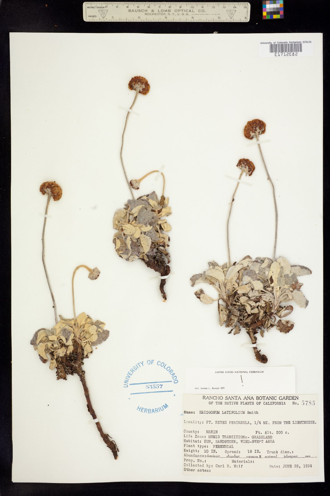 Eriogonum latifolium image