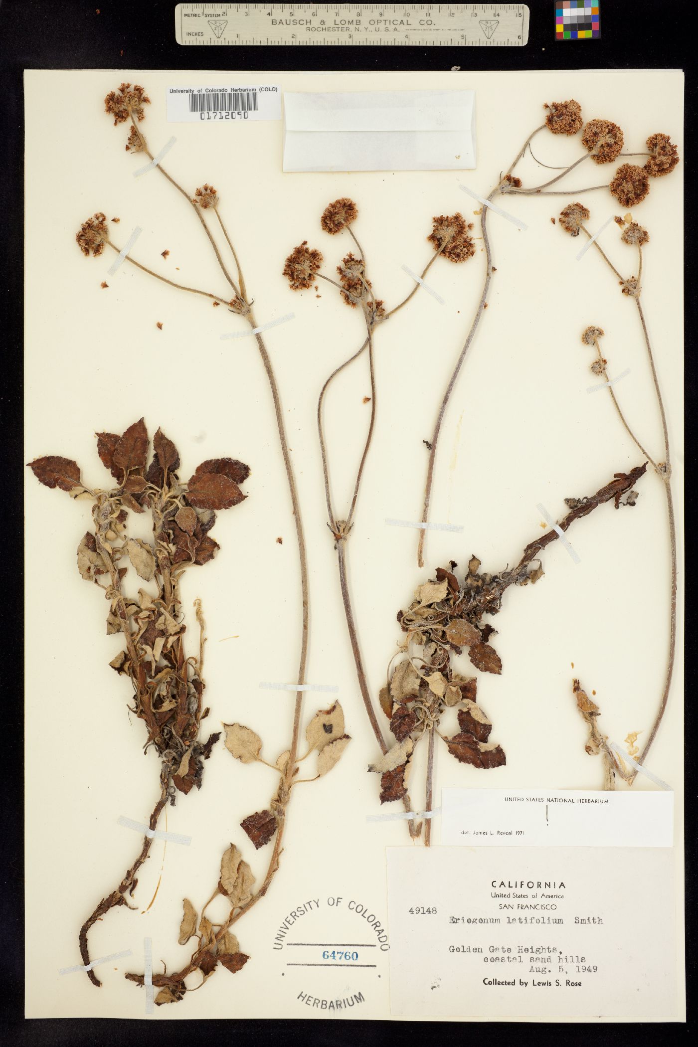 Eriogonum latifolium image