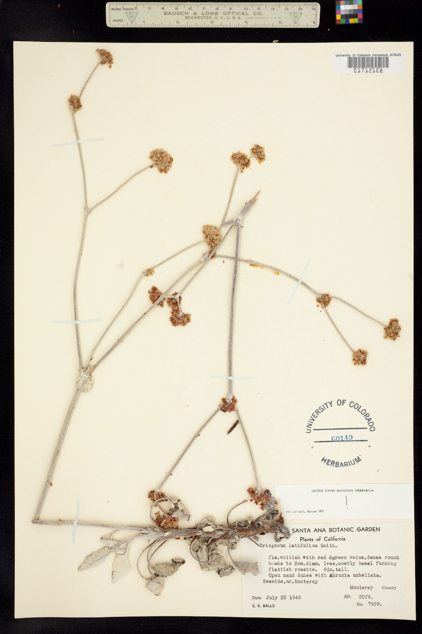Eriogonum latifolium image