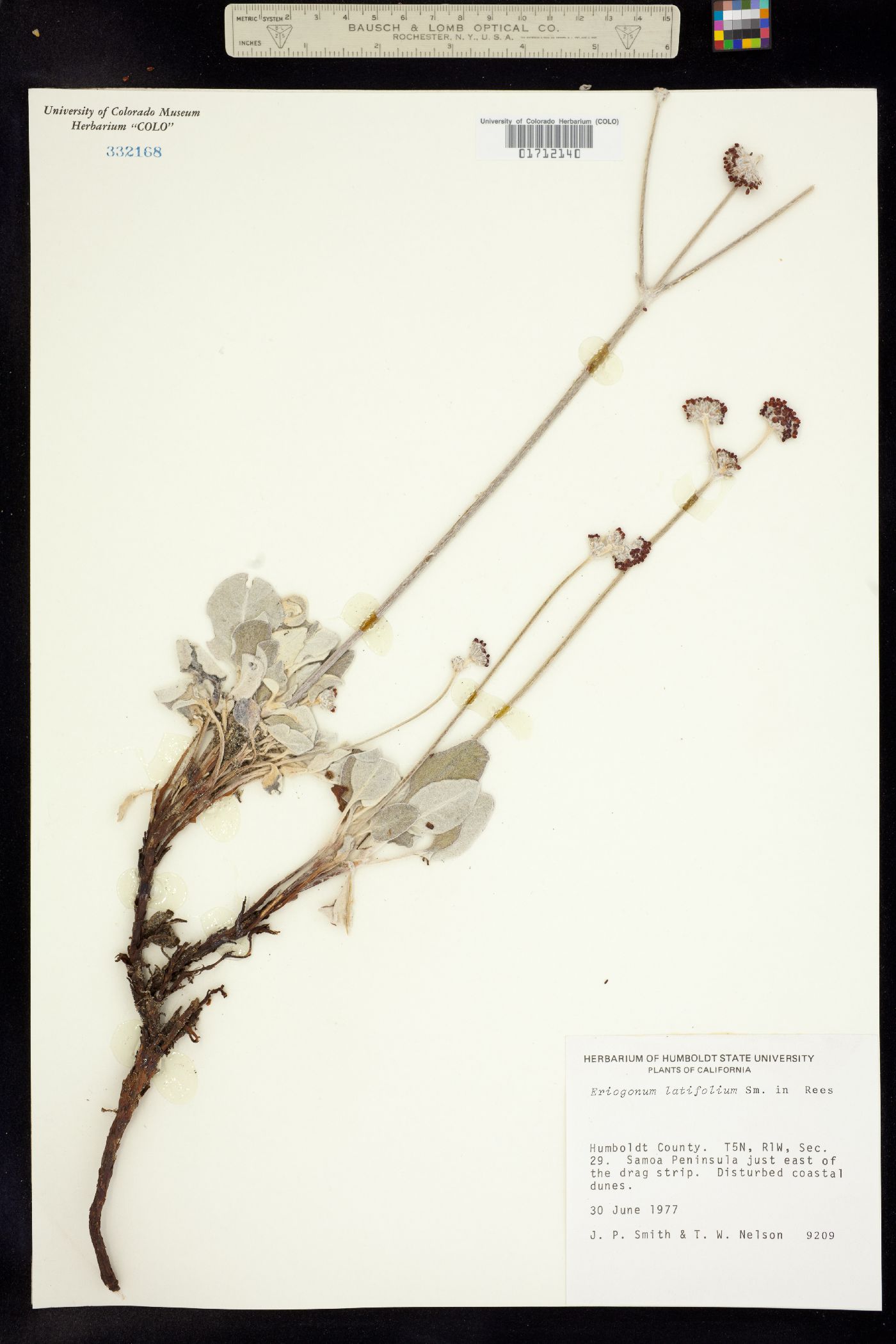 Eriogonum latifolium image