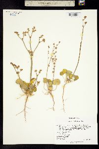 Eriogonum lemmonii image