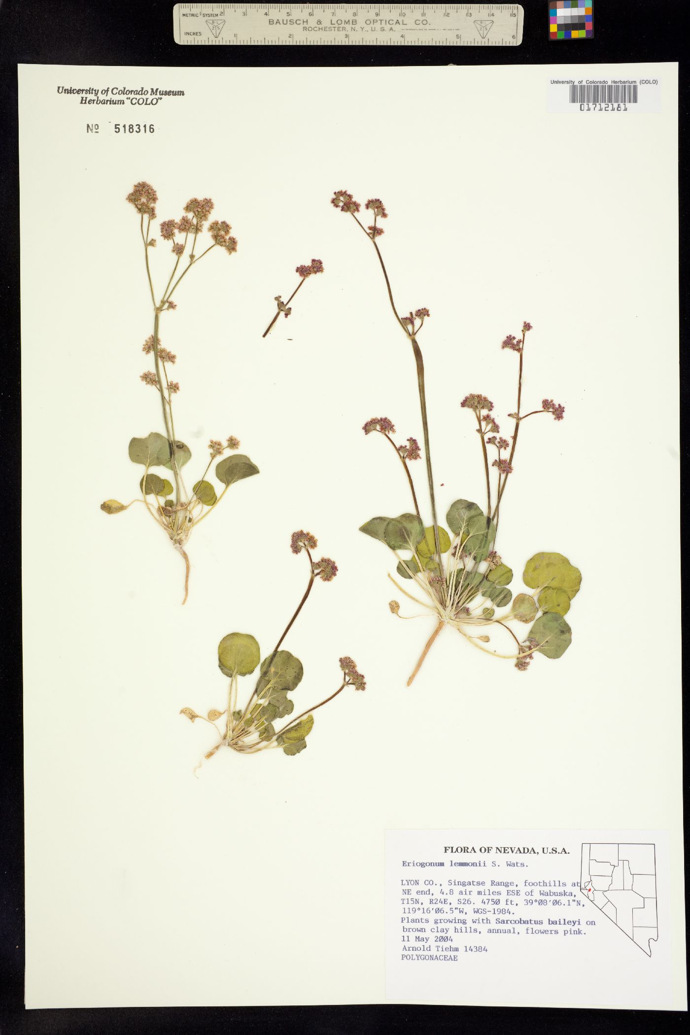 Eriogonum lemmonii image