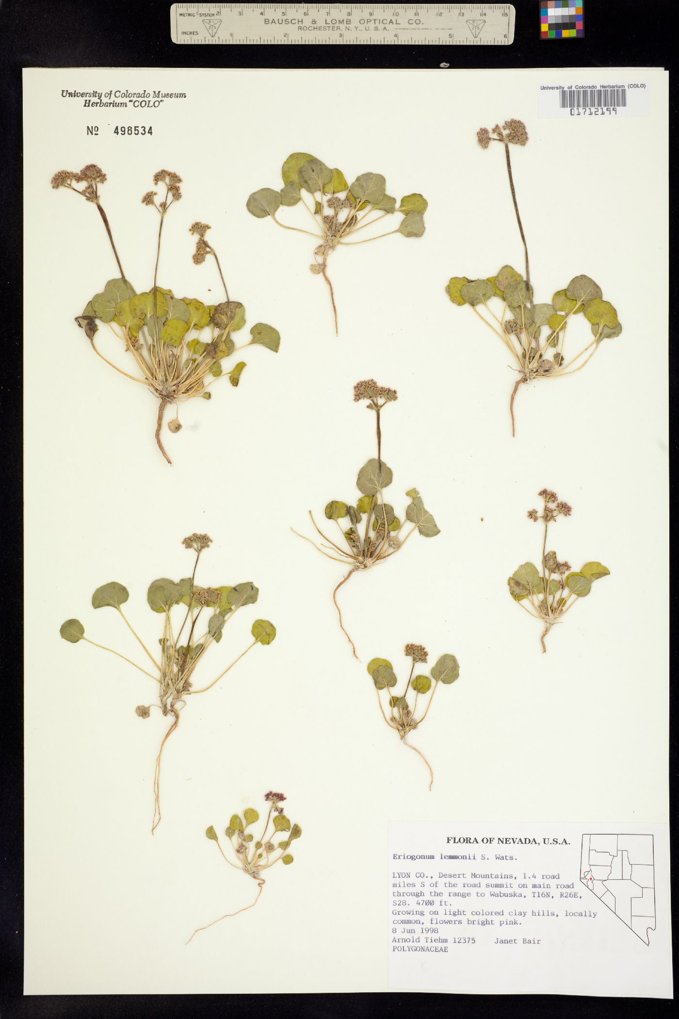 Eriogonum lemmonii image