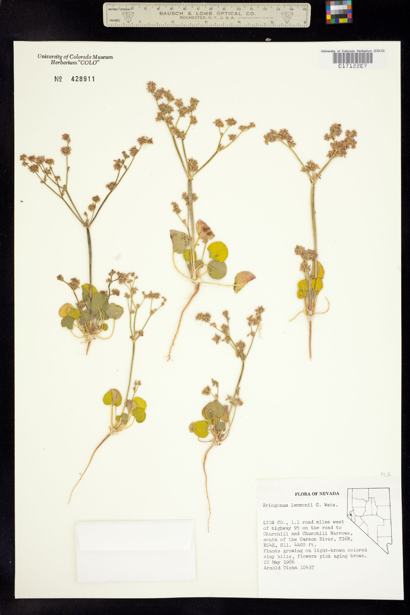 Eriogonum lemmonii image