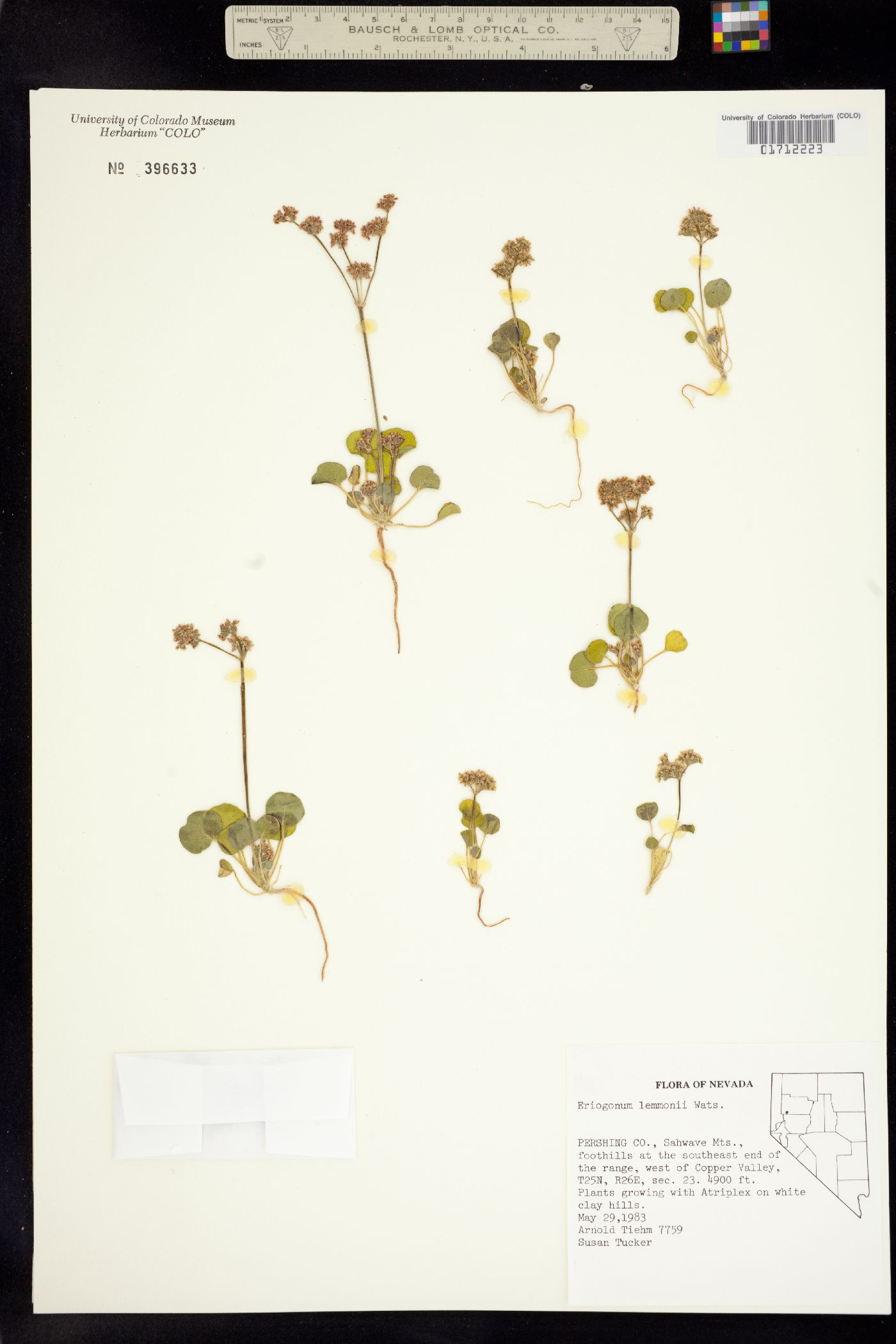 Eriogonum lemmonii image