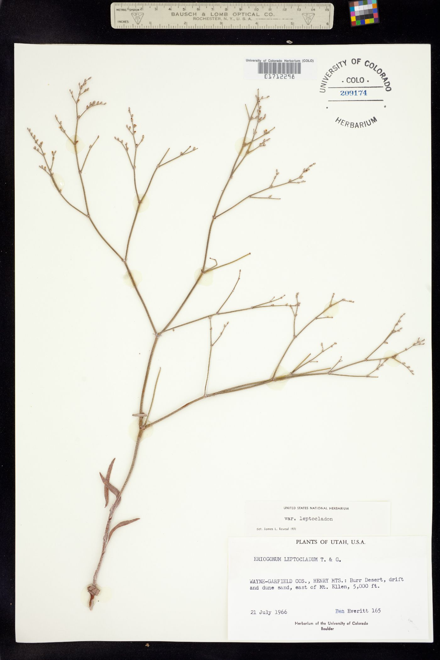 Eriogonum leptocladon var. leptocladon image