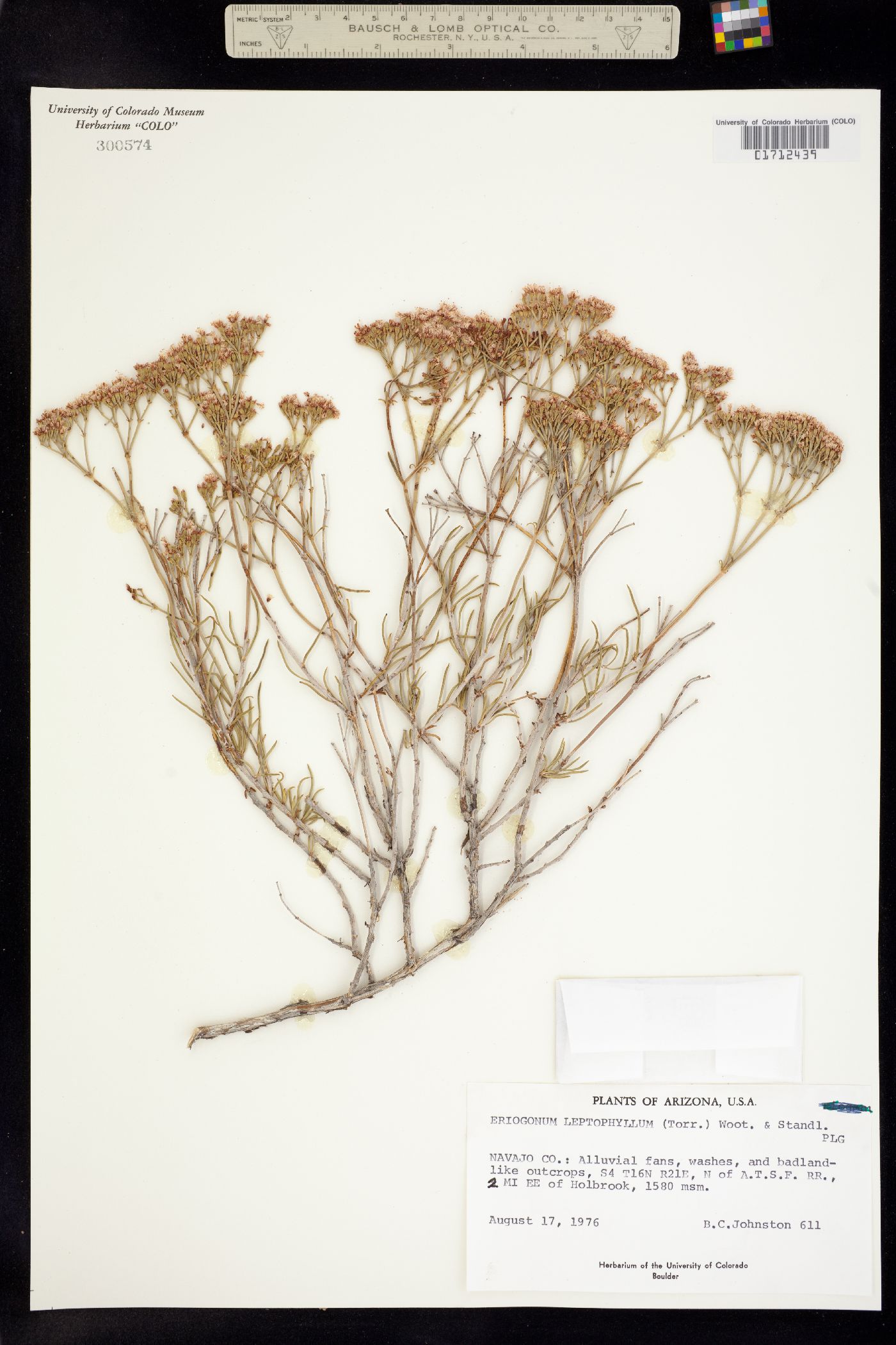 Eriogonum leptophyllum image