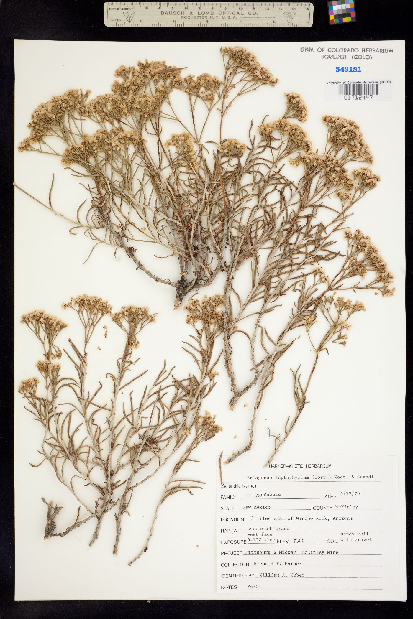 Eriogonum leptophyllum image