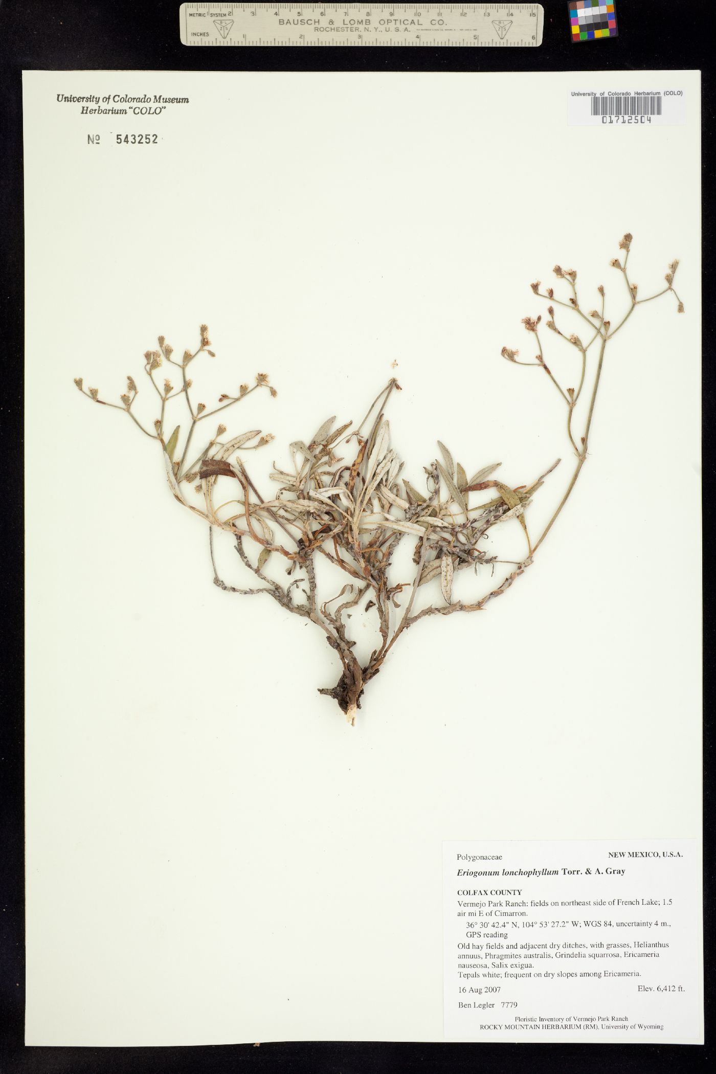 Eriogonum lonchophyllum image