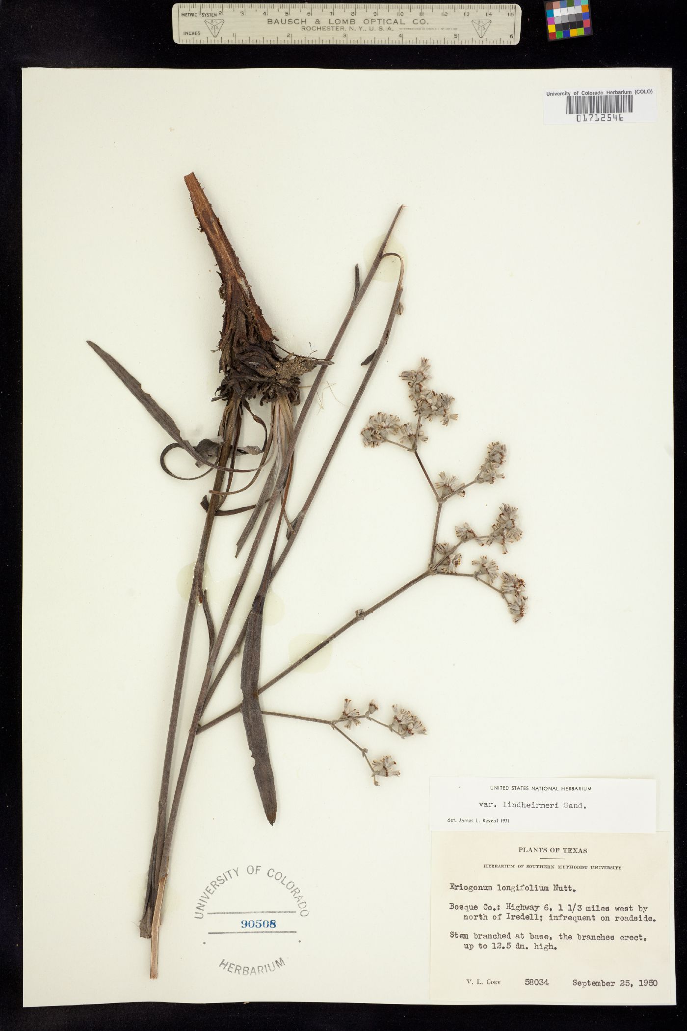 Eriogonum longifolium image