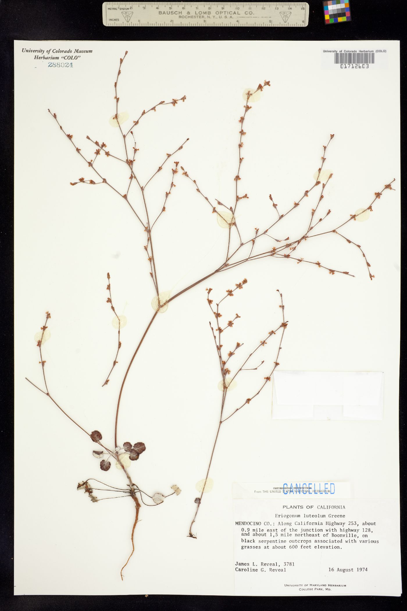 Eriogonum luteolum image