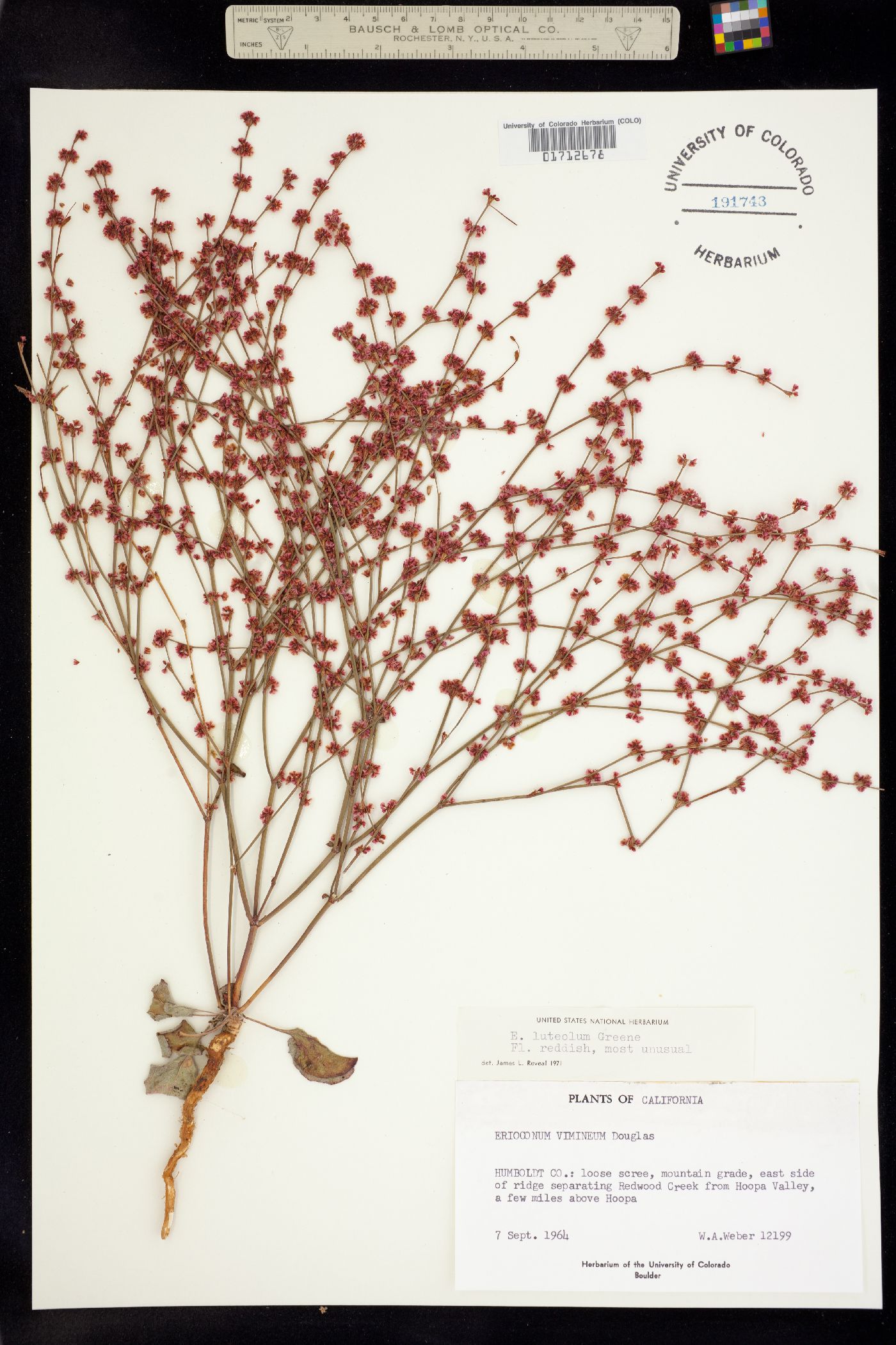 Eriogonum luteolum image