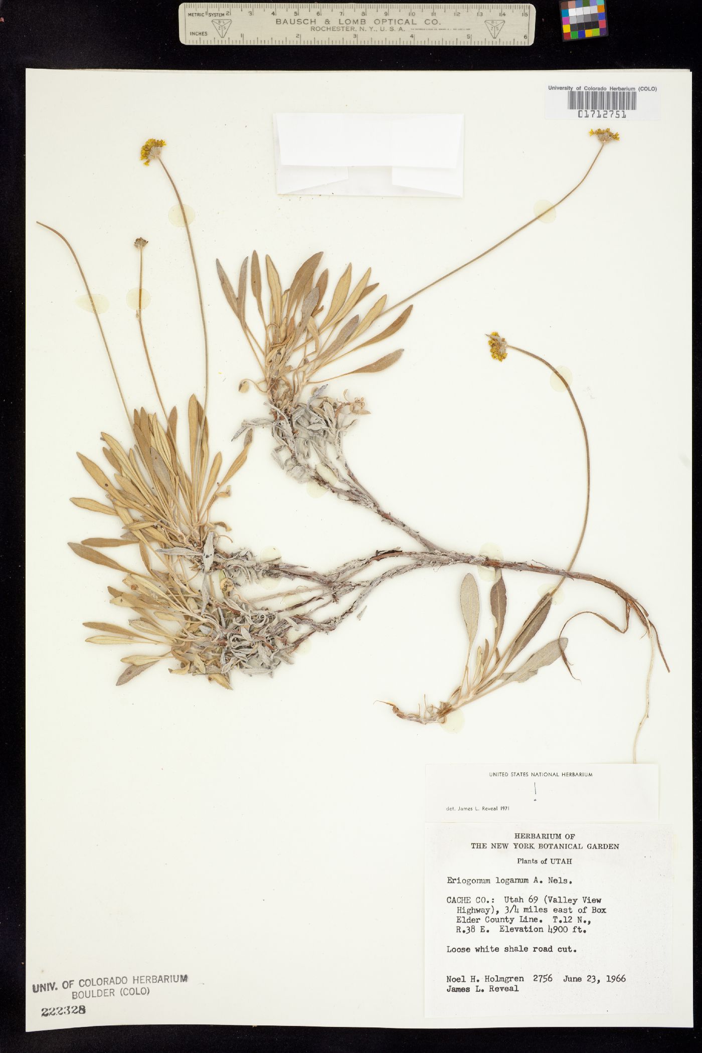 Eriogonum loganum image