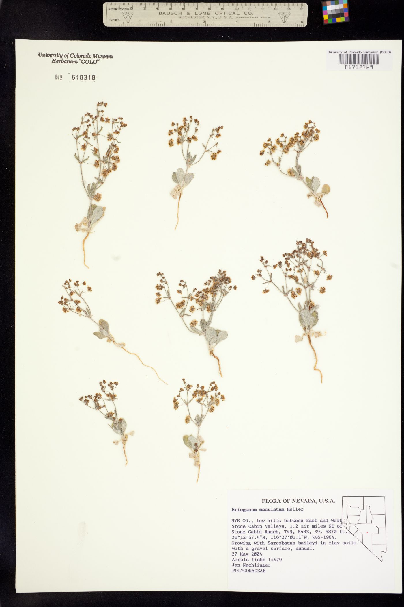 Eriogonum maculatum image