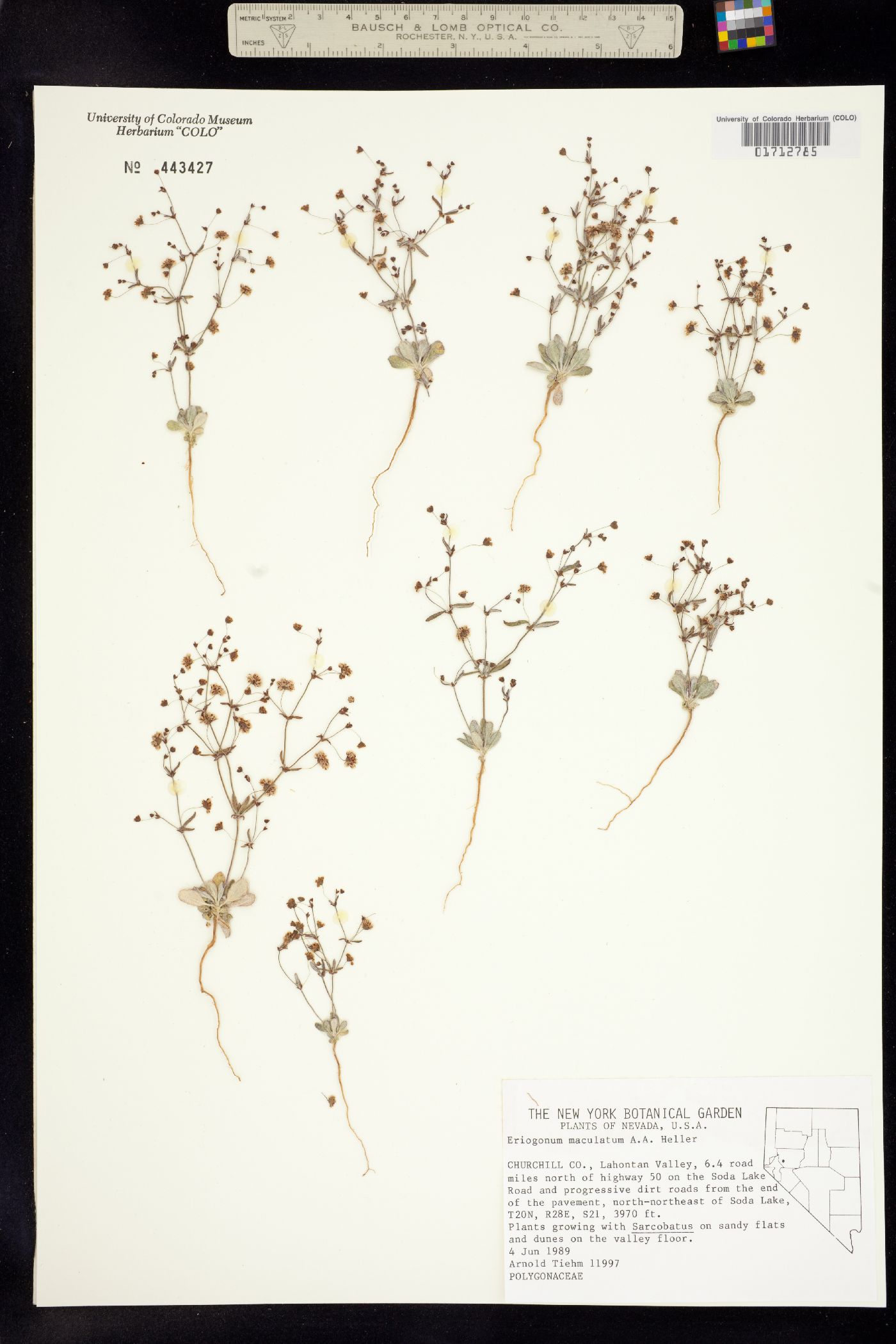 Eriogonum maculatum image