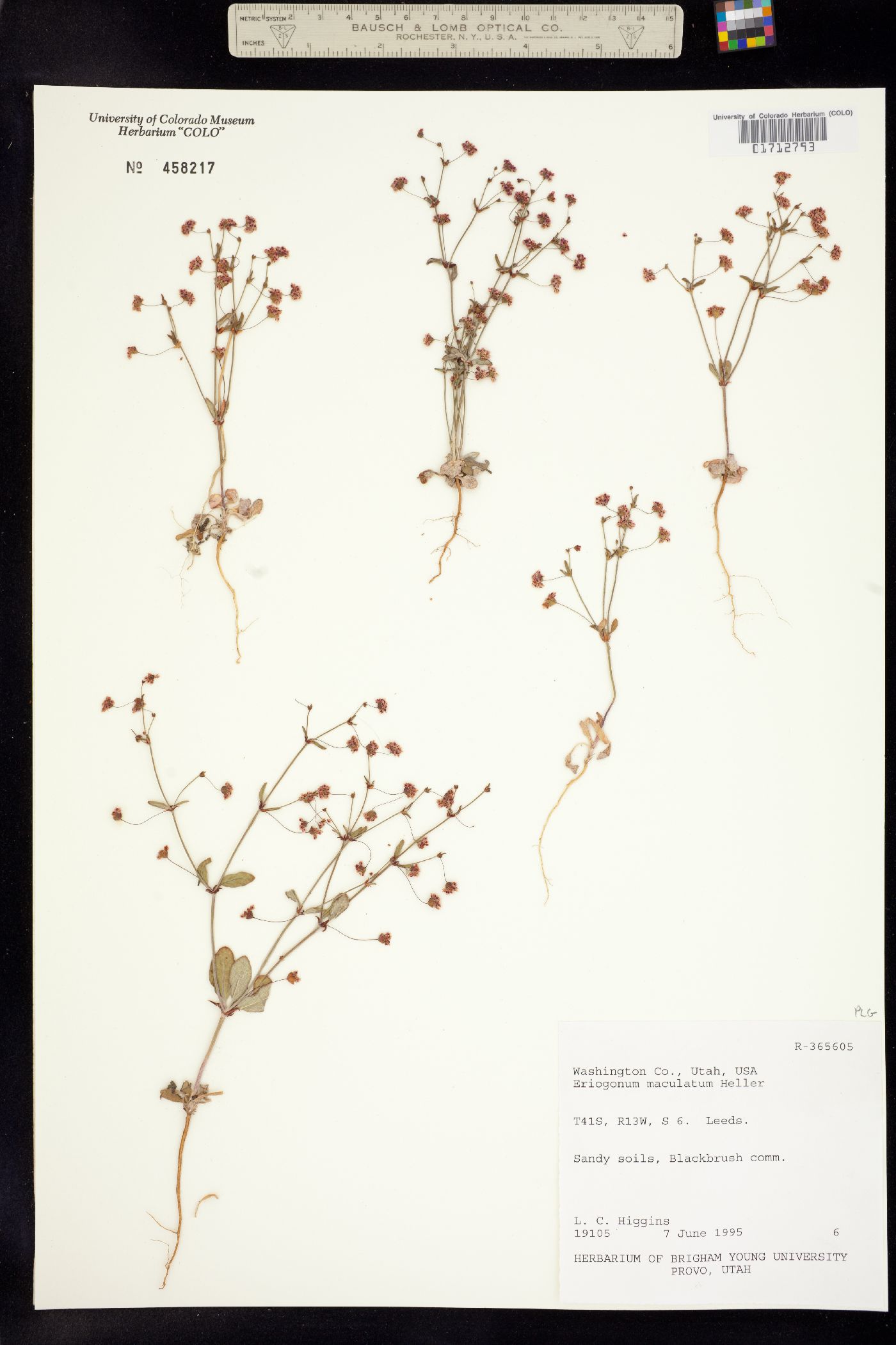 Eriogonum maculatum image