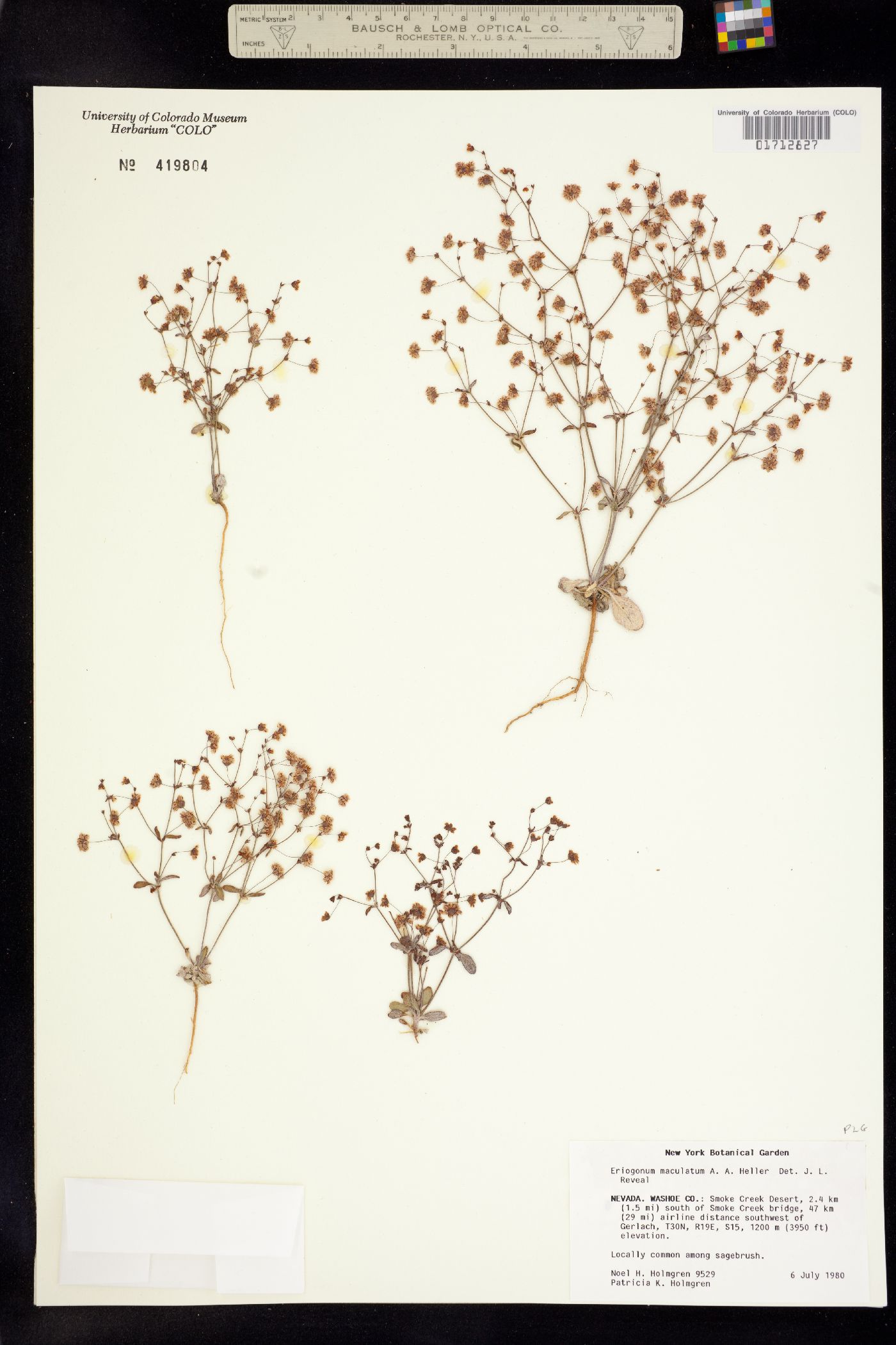 Eriogonum maculatum image