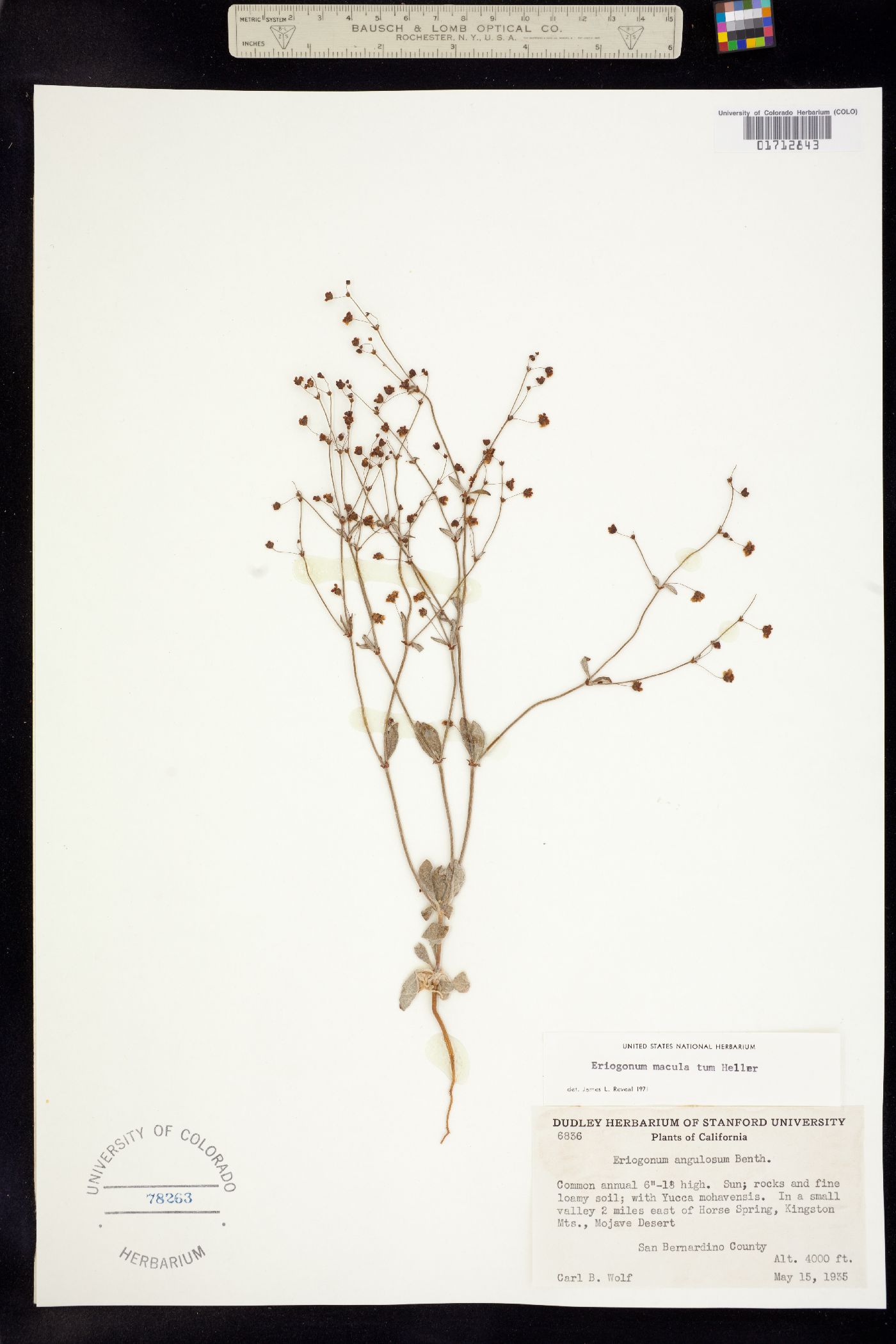 Eriogonum maculatum image