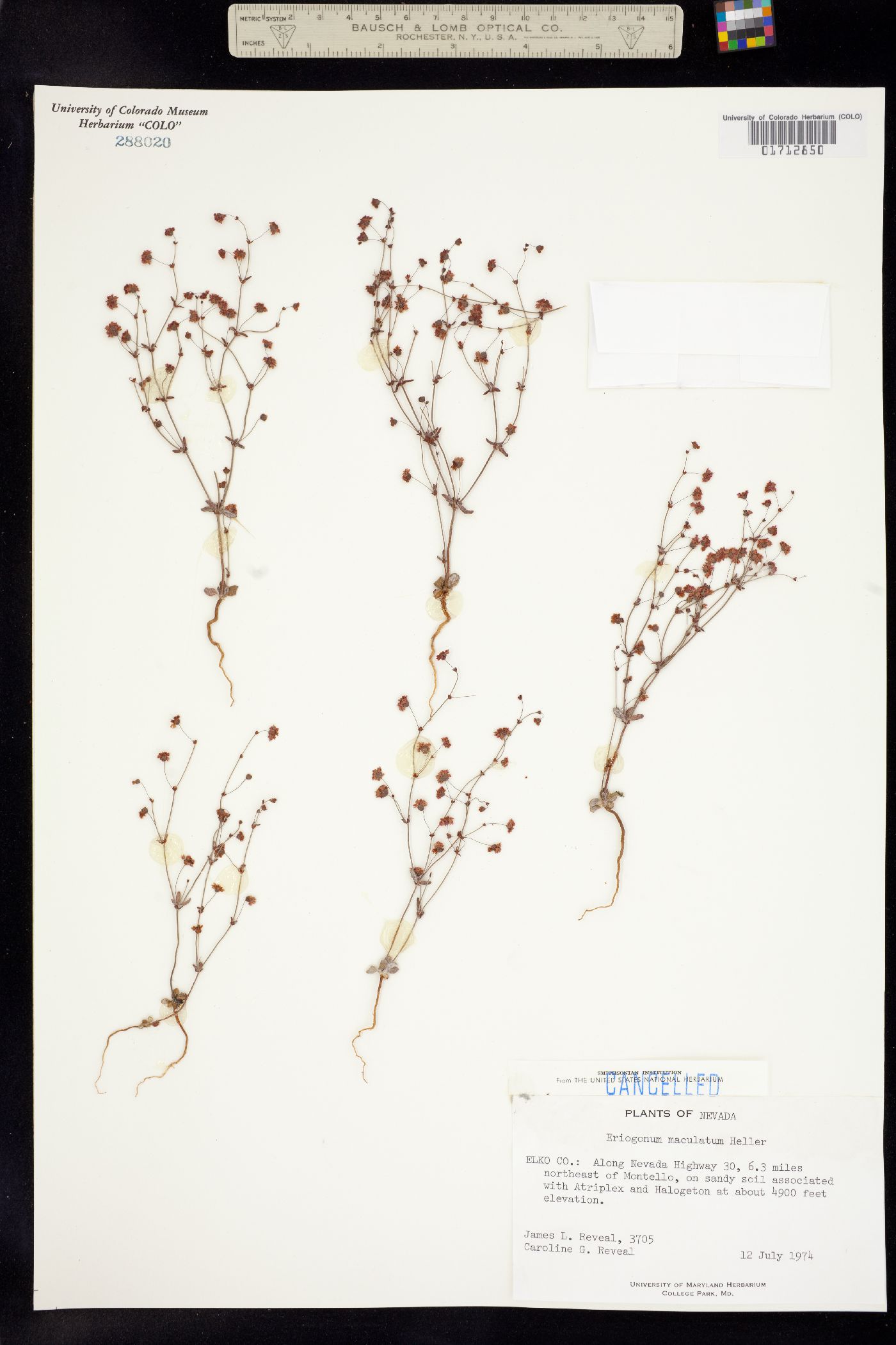 Eriogonum maculatum image
