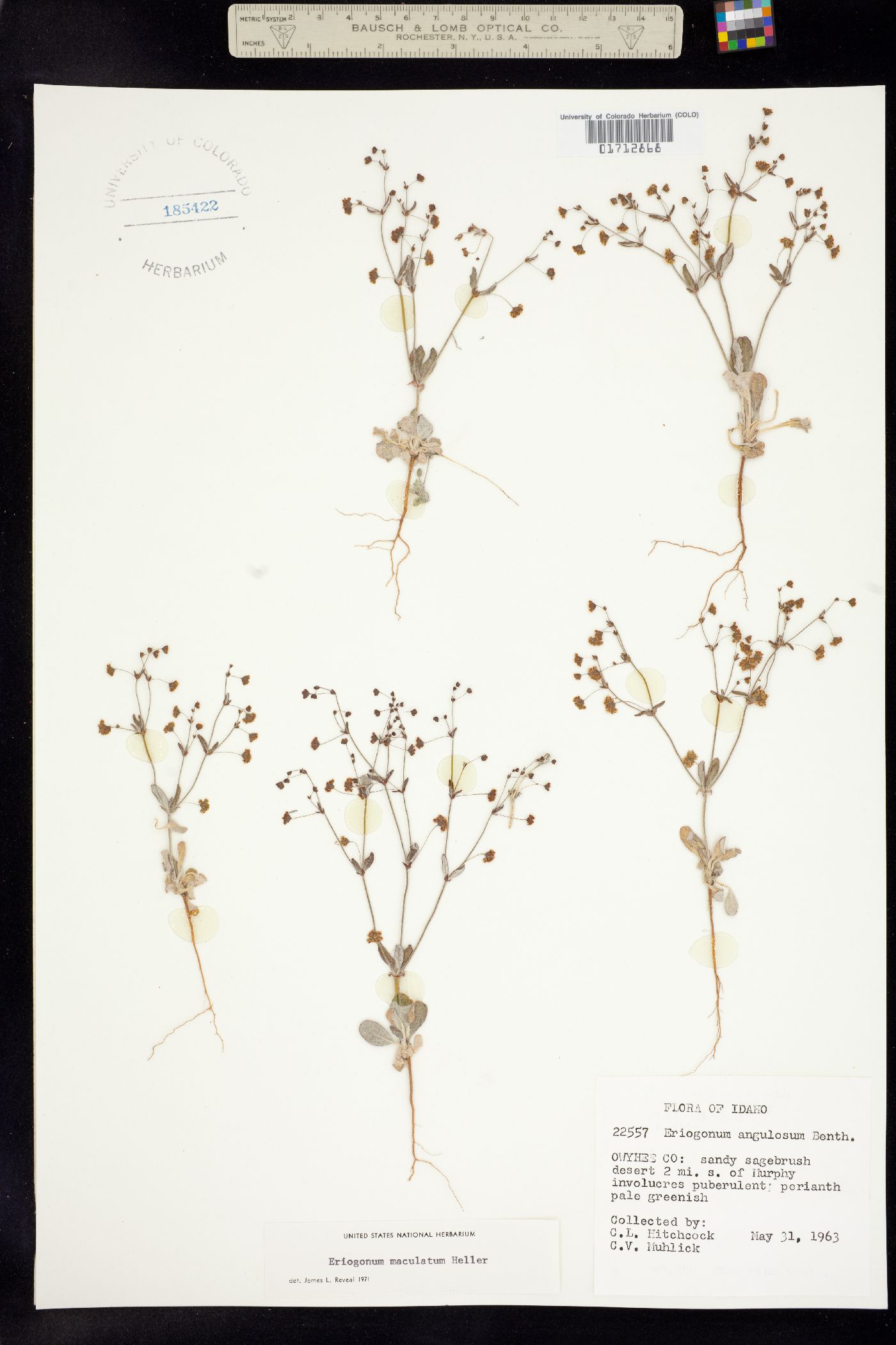 Eriogonum maculatum image