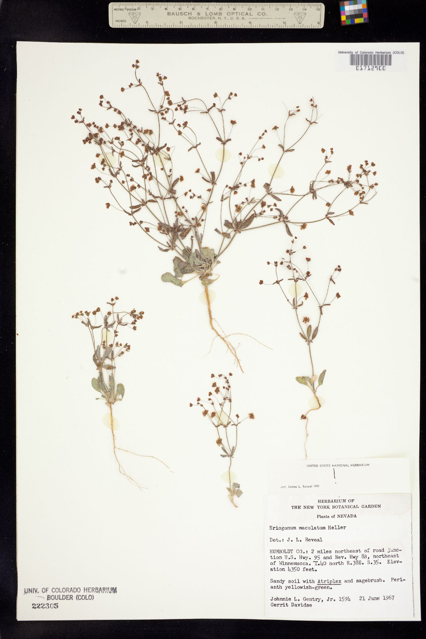 Eriogonum maculatum image